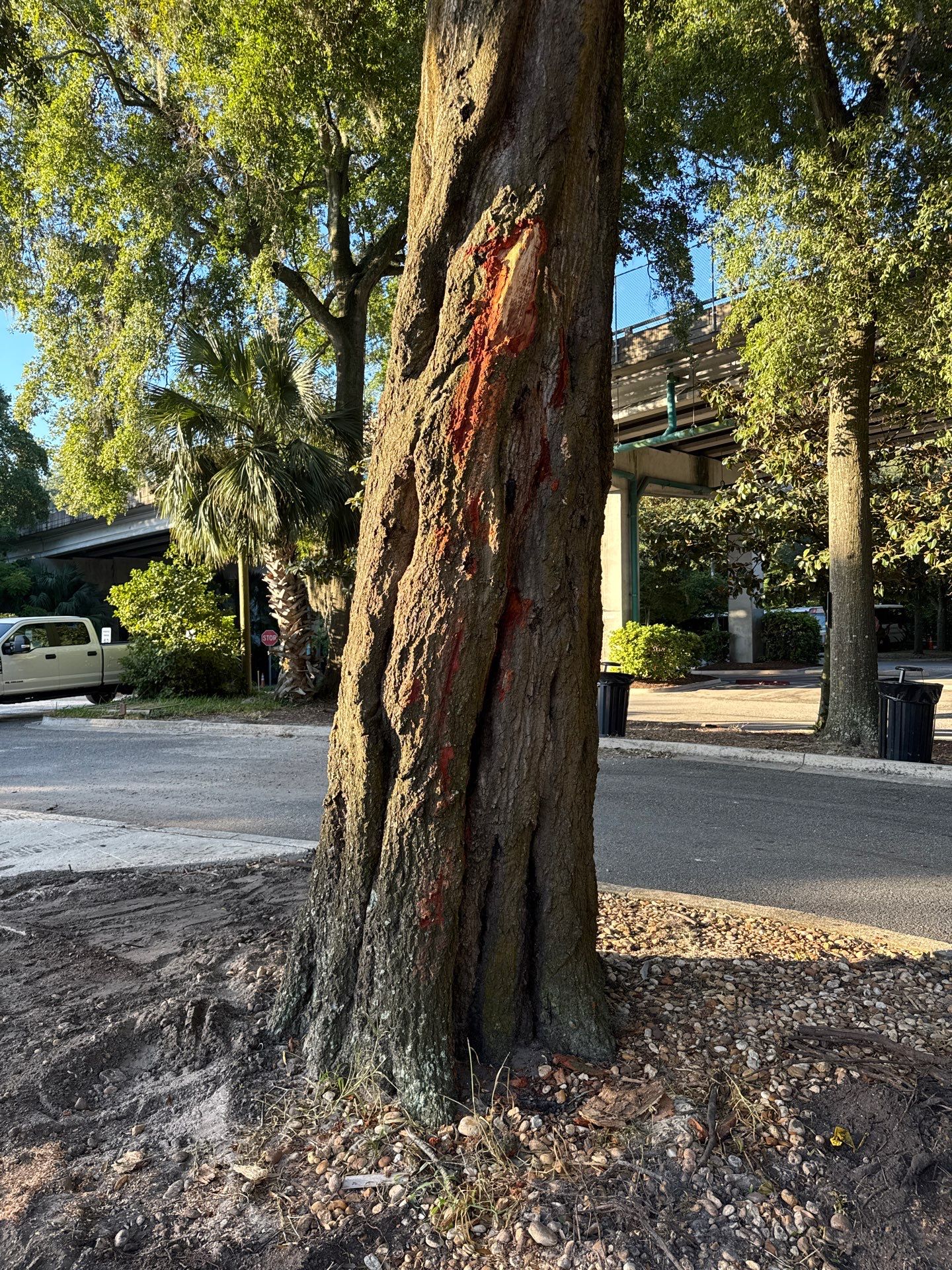 Welcome Center Tree Removal | Episcopal School of Jacksonville by ProGreen Services