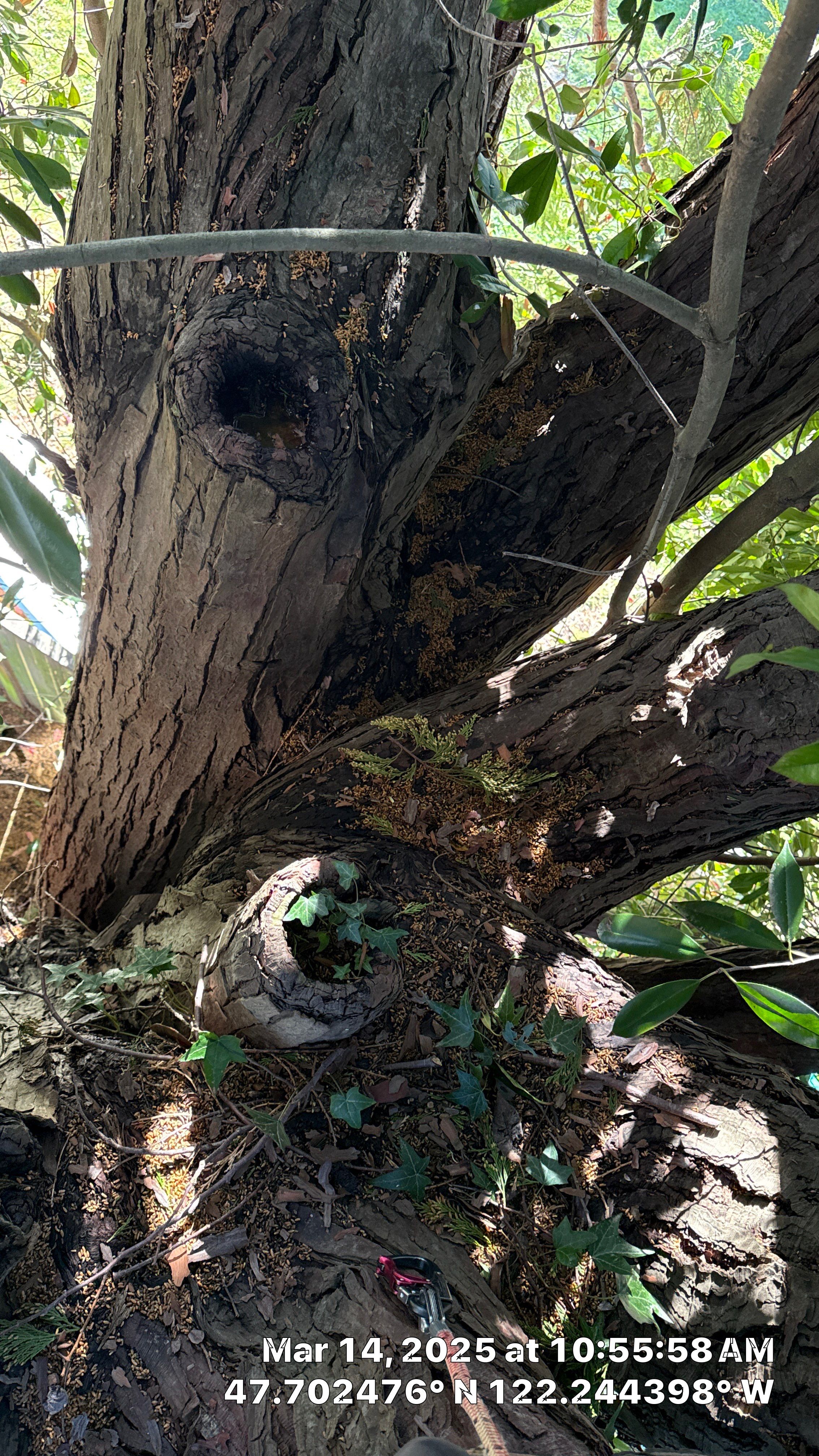 🧾 Tree Support System Assessment & Landmark Tree Risk Report – Holmes Point, Kirkland, WA by Sound Tree Care LLC