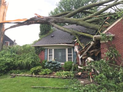 Large Tree Strike Restoration 
