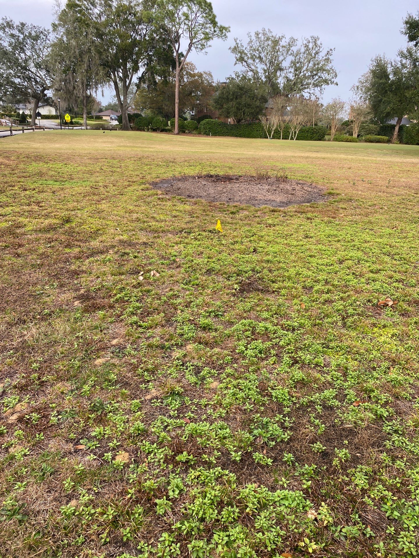 Deerwood | Live Oak Planting Project  by ProGreen Services