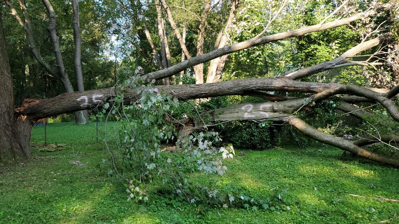 Storm Damaged Tree Removal  by Mike Jones & Sons Tree Service LLC 