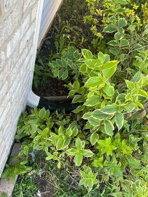 Turtle Shell gutter protection installation in Elgin, IL 60123, photograph 10