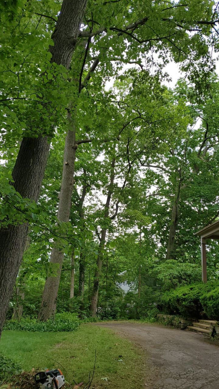 Tree Trimming using Tree Pruing by Mike Jones & Sons Tree Service LLC 