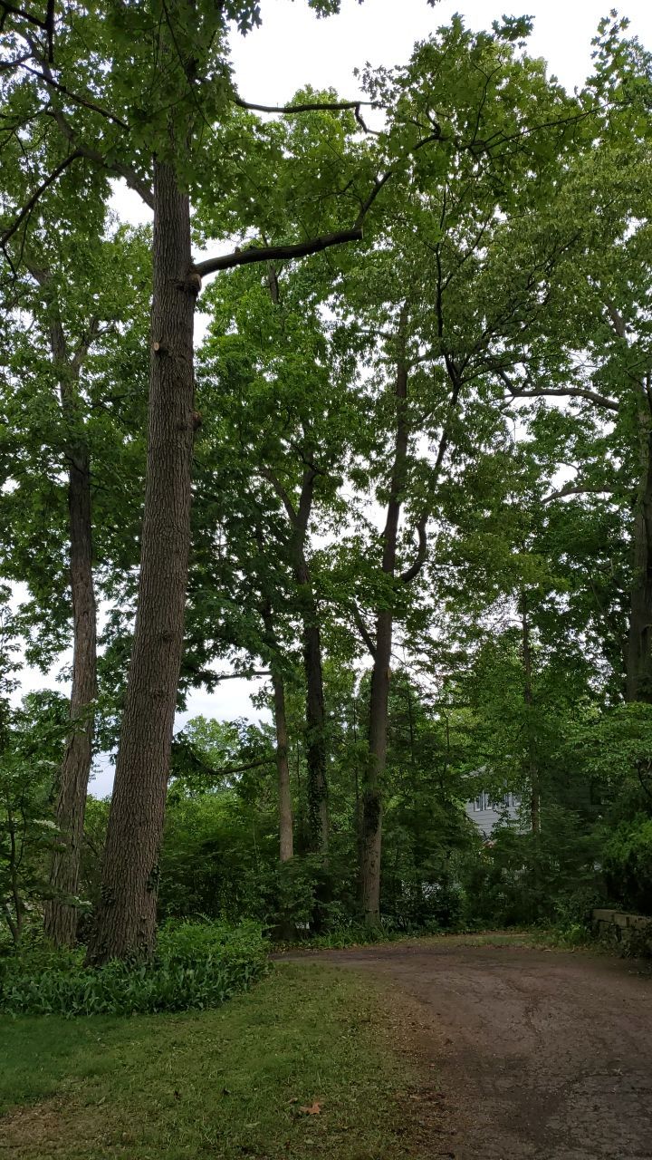 Tree Trimming using Tree Pruing by Mike Jones & Sons Tree Service LLC 