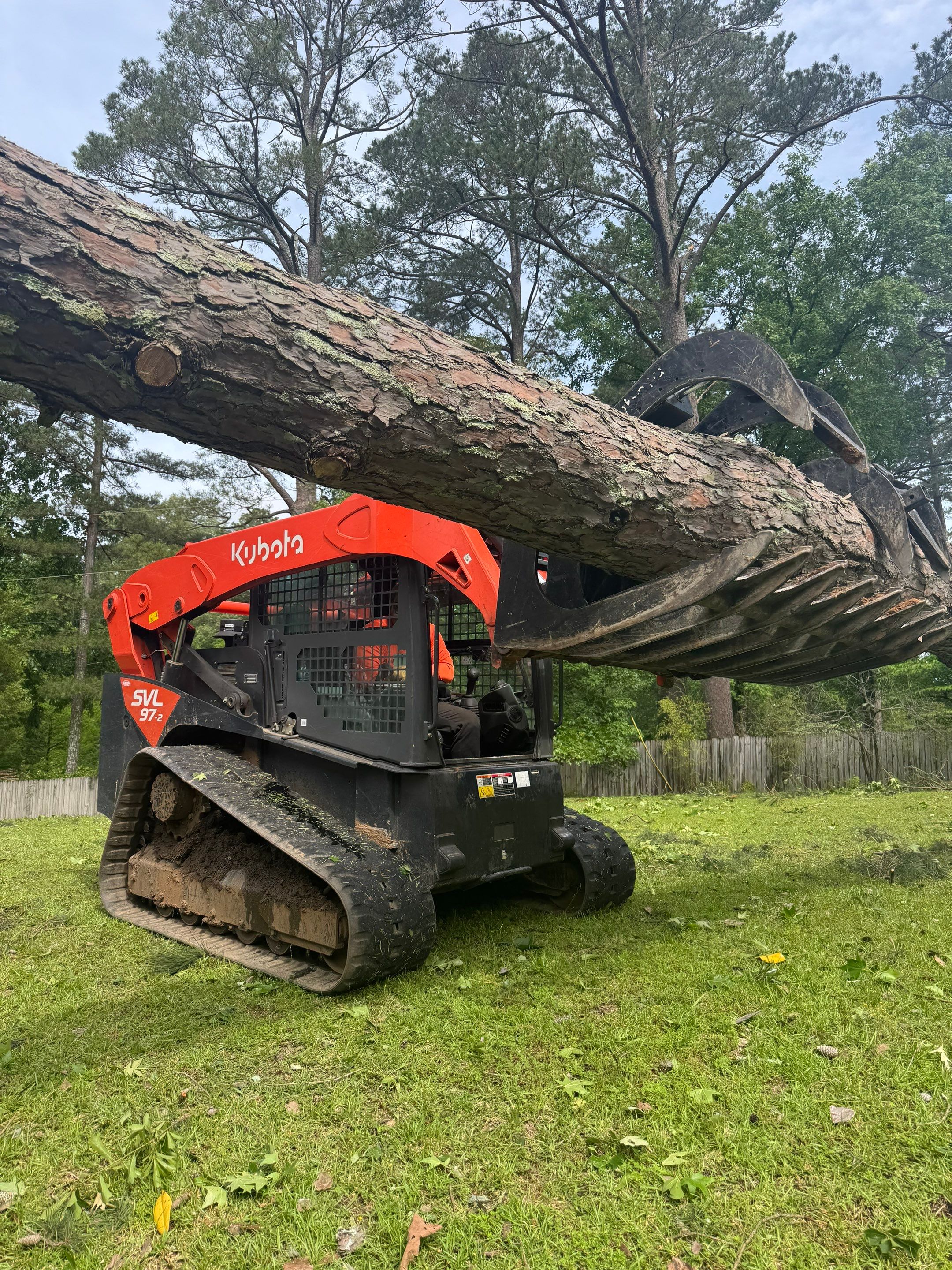 Disaster Relief - Uprooted Pine by American Arbor