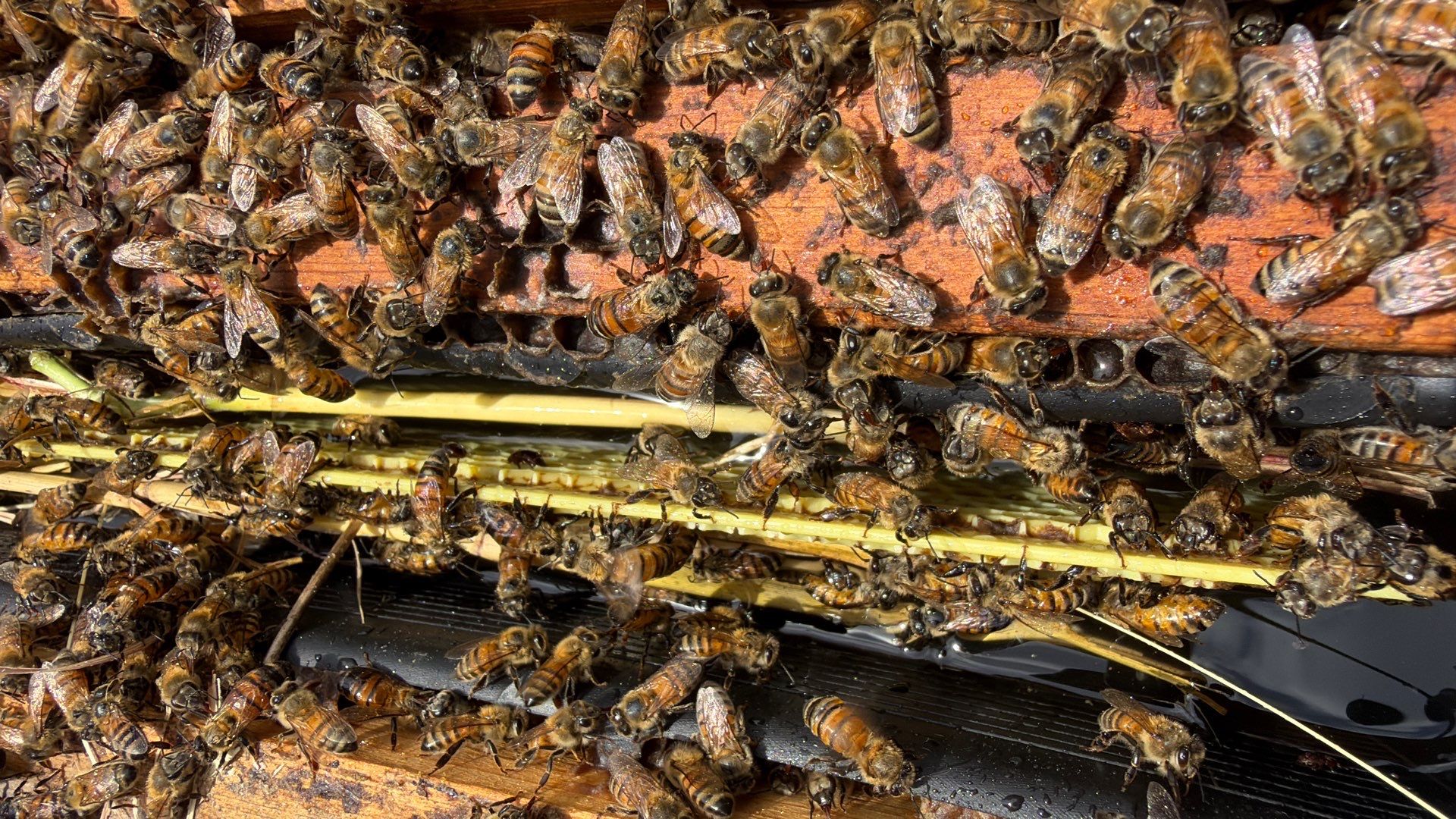 Porter & Pony Apiary by Rockwall Honey Bee Company