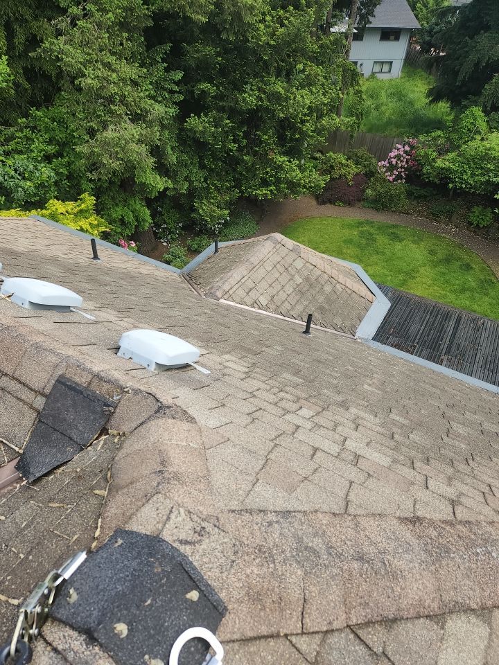 Moss Treatment using Biocide by Willamette Outdoor Wash LLC