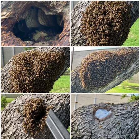 Favorite Tree Job by Rockwall Honey Bee Company