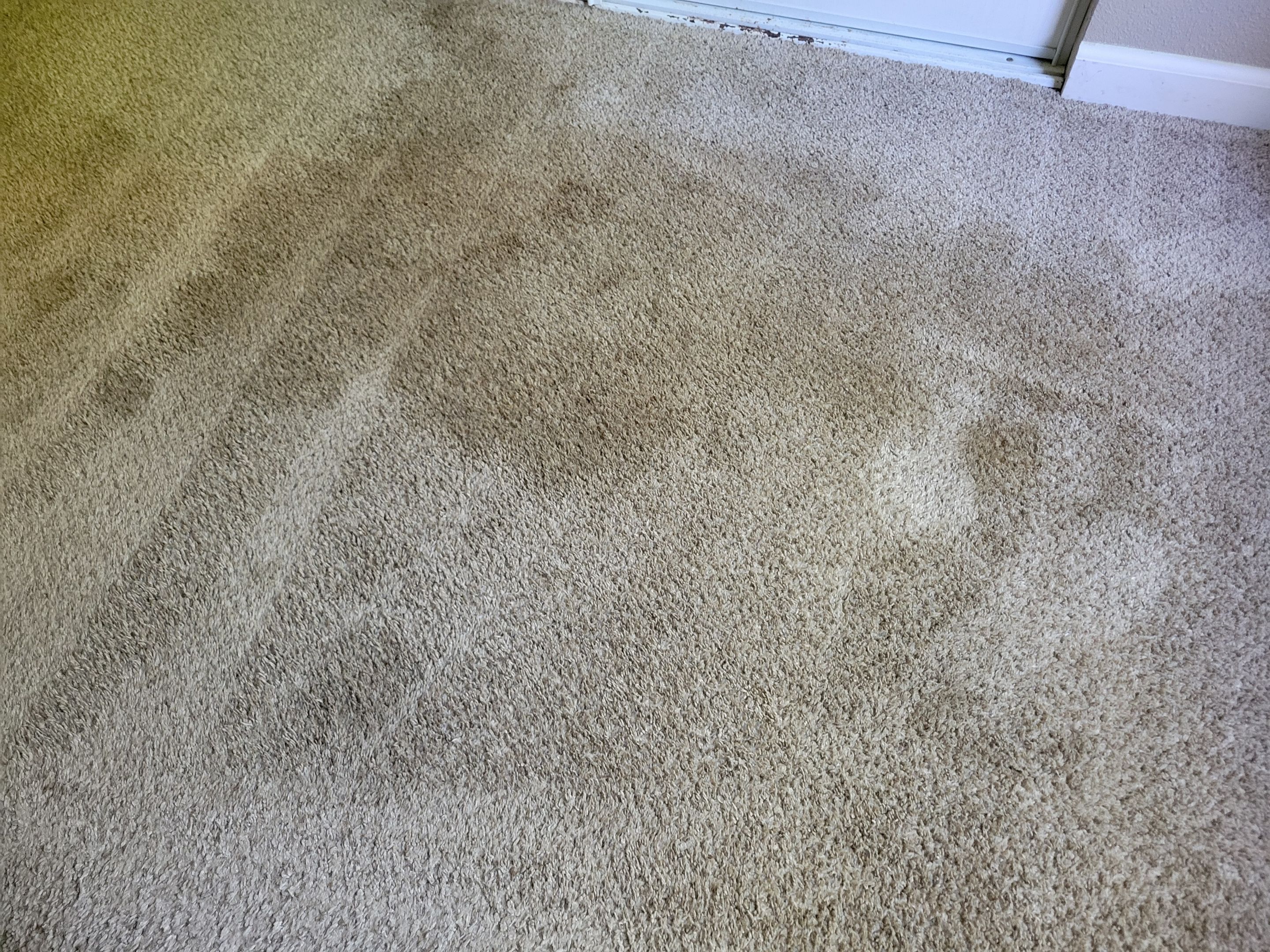 Pet Stain Treatment and Carpet Cleaning by Ardent Carpet Restore LLC