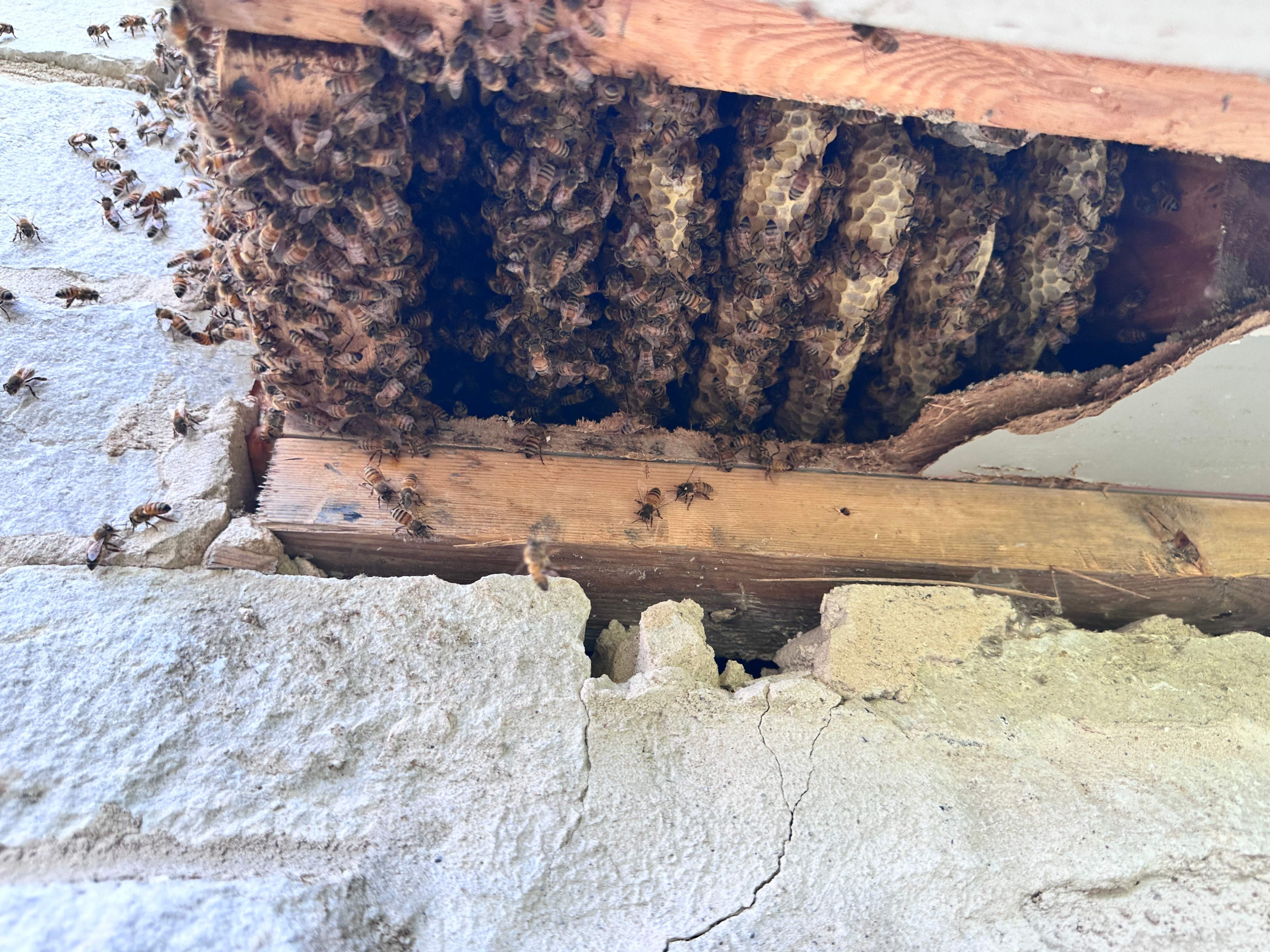 Way, WAY up! by Rockwall Honey Bee Company