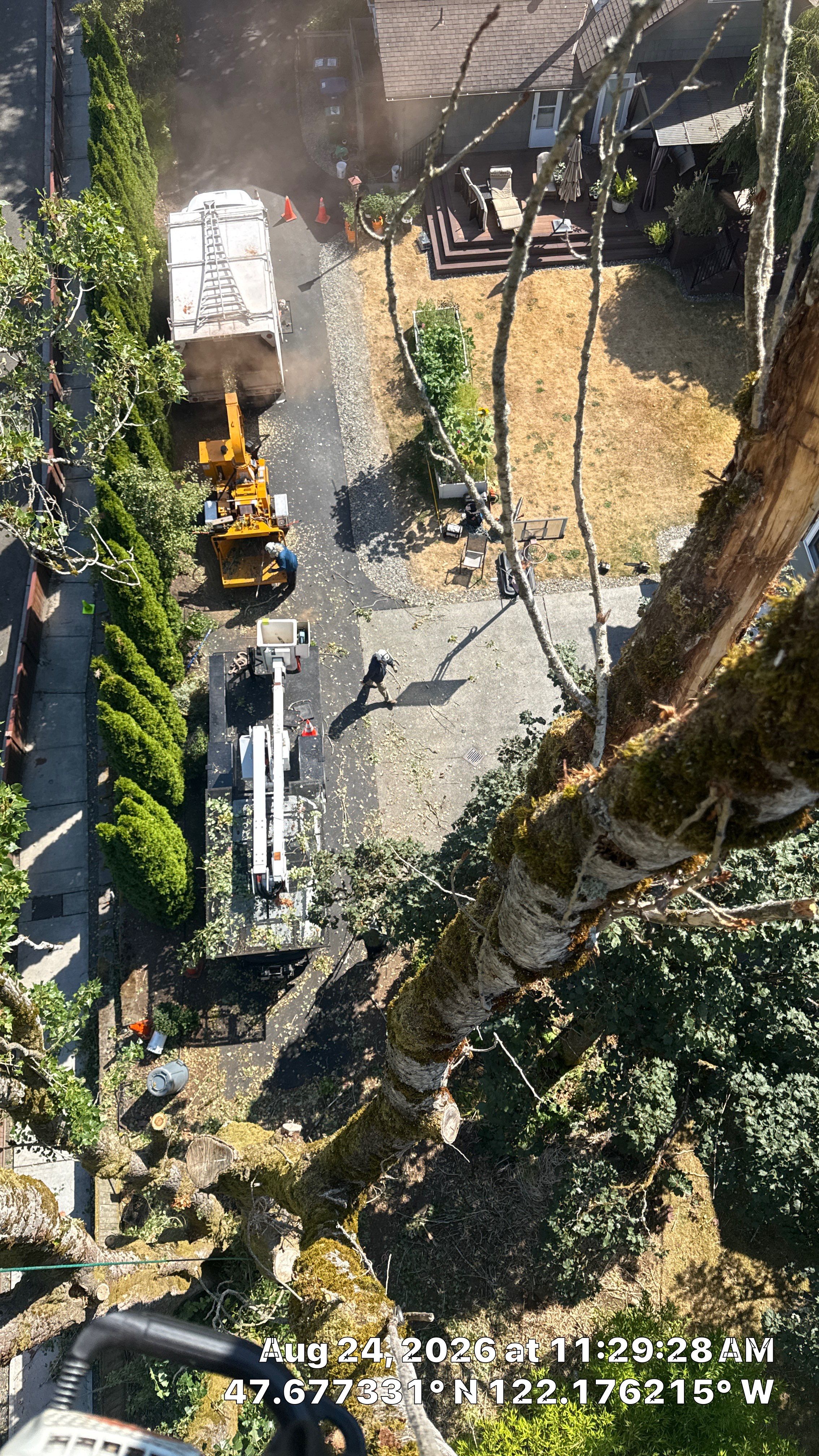 Kirkland Dead and Declining Tree Removal by Sound Tree Care LLC