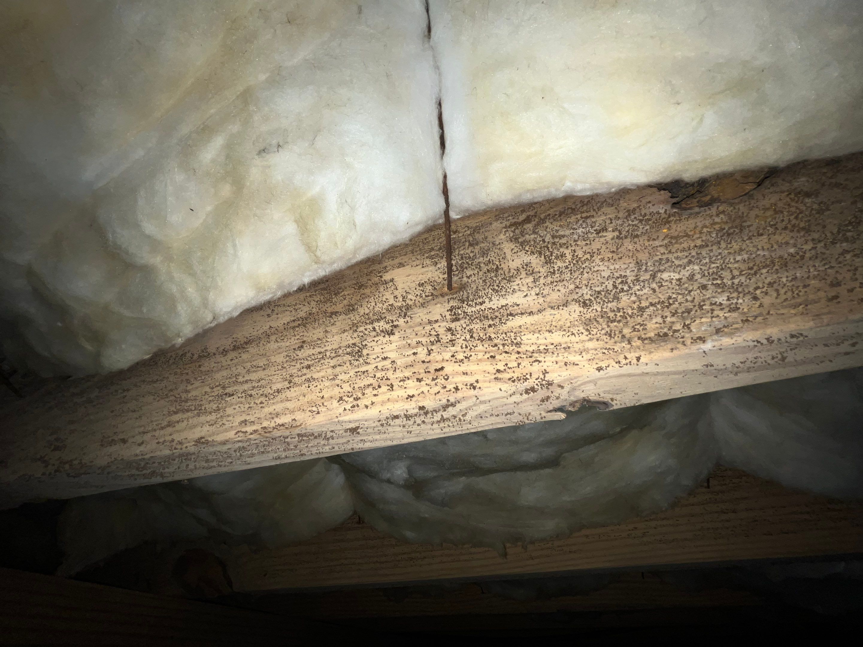 Impact Choice Encapsulation with French Drain, Mold Removal, and Crawlspace Door by Impact Crawlspace