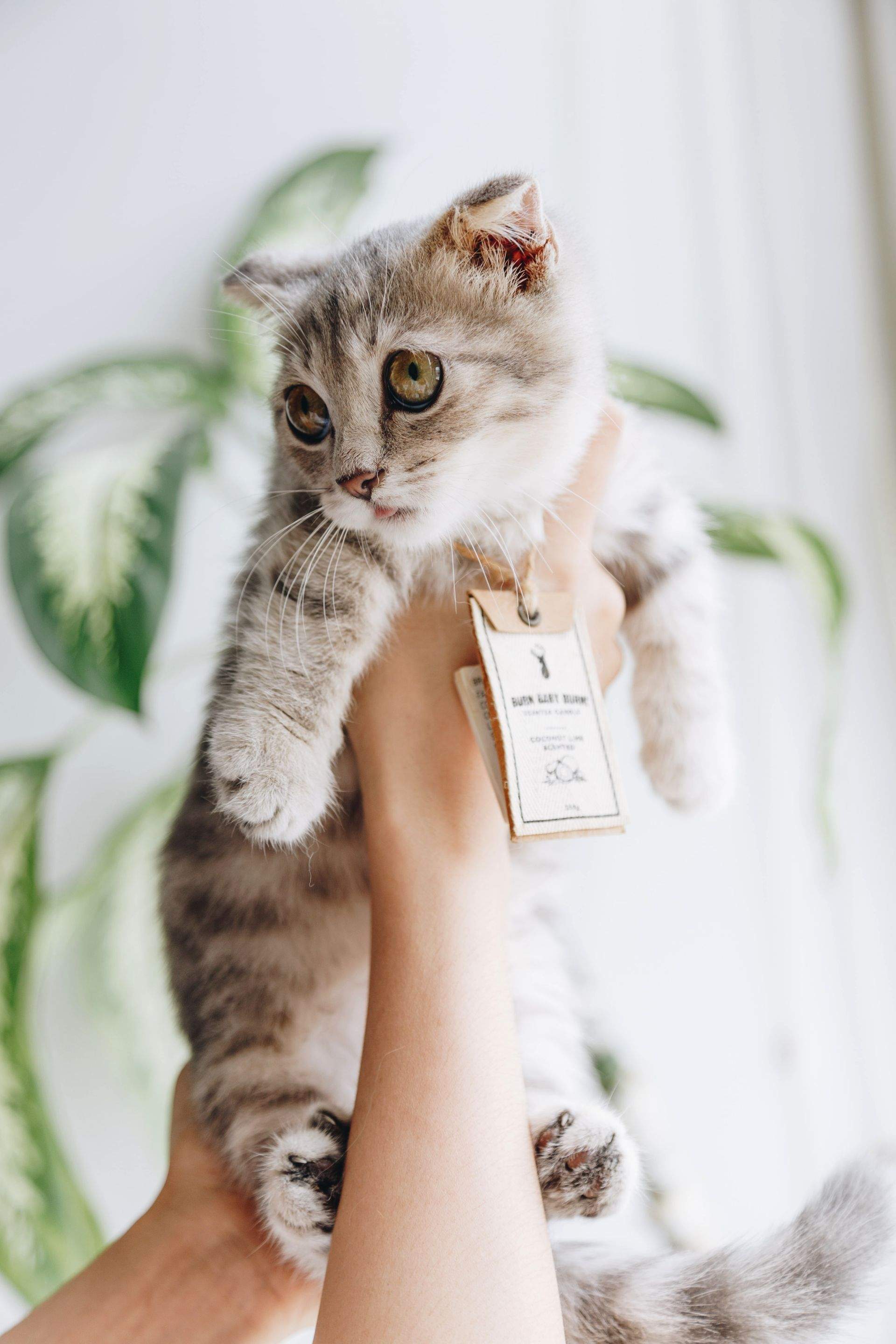 Kittens! by CompanyCam
