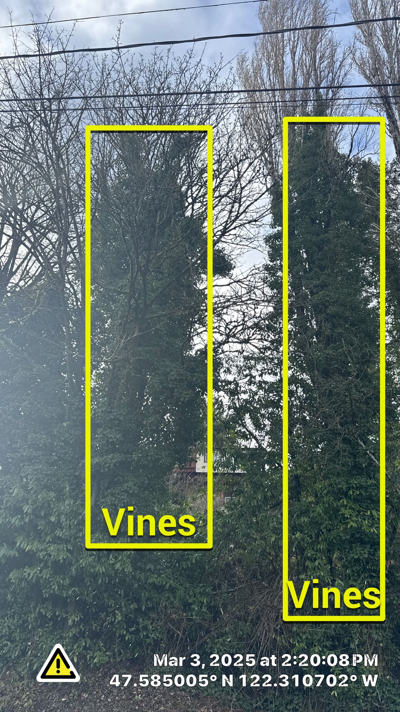 🧾 Arborist Report – Tree Risk & Property Damage Concern in Seattle, WA by Sound Tree Care LLC