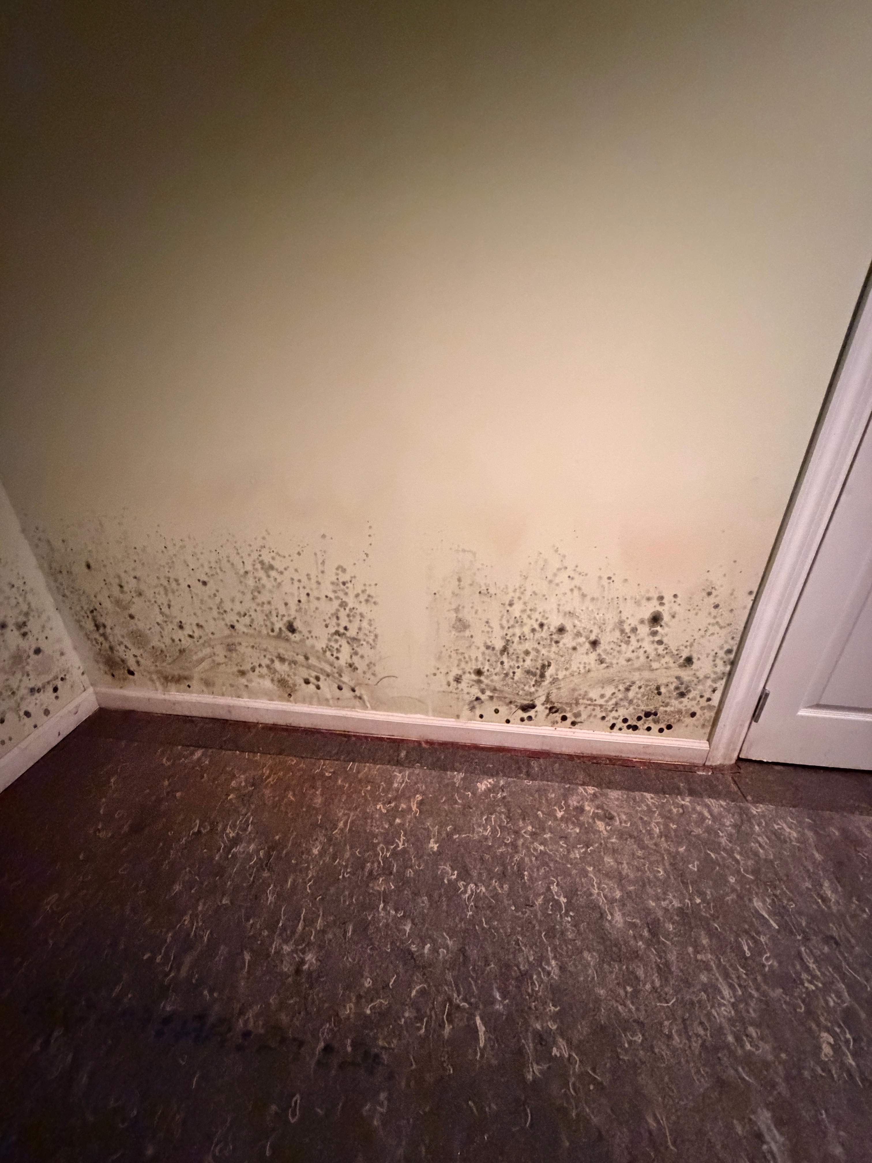 Water Damage / Mold Damage by Newhouse Restoration