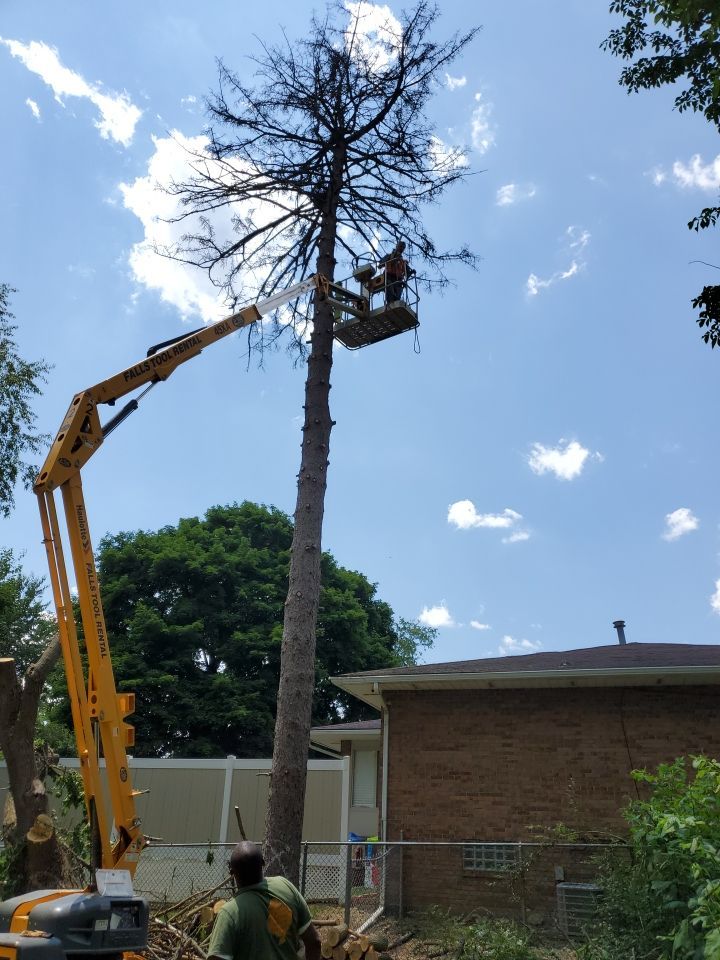 Tree Removal using Tree Removal by Mike Jones & Sons Tree Service LLC 