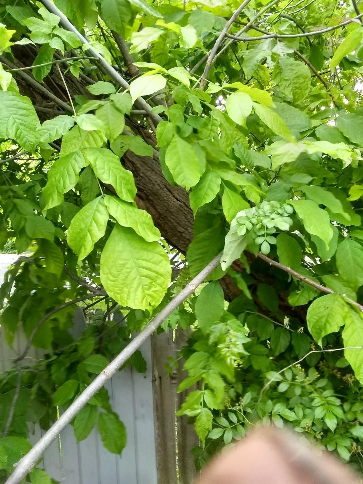 Tree Removal using Tree Removal by Mike Jones & Sons Tree Service LLC 