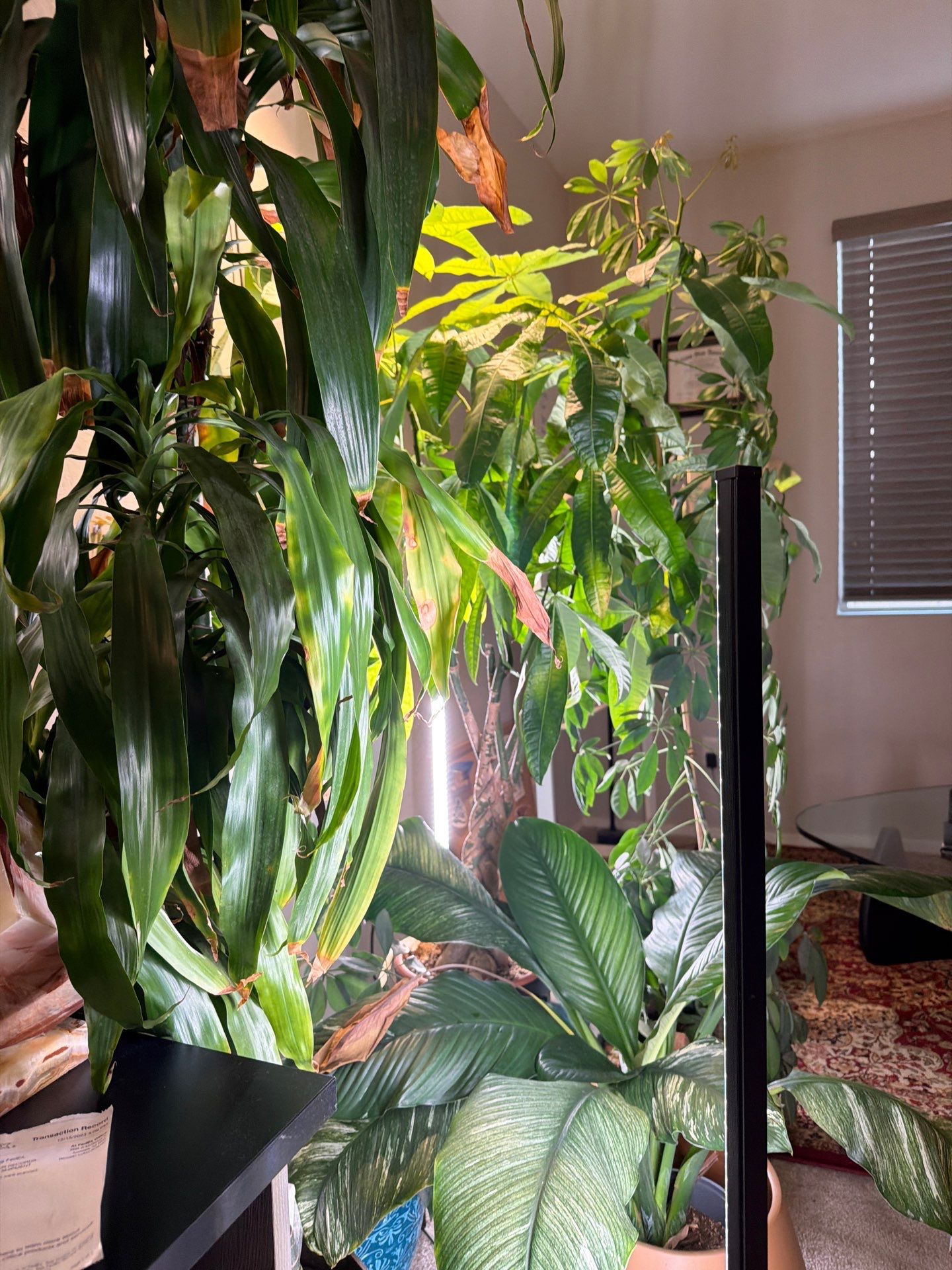 Professional Home Office Setup and Indoor Plant Arrangement in Phoenix by CompanyCam Sales Demo