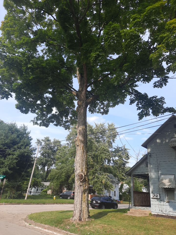Tree Removal using Tree Removal by Mike Jones & Sons Tree Service LLC 
