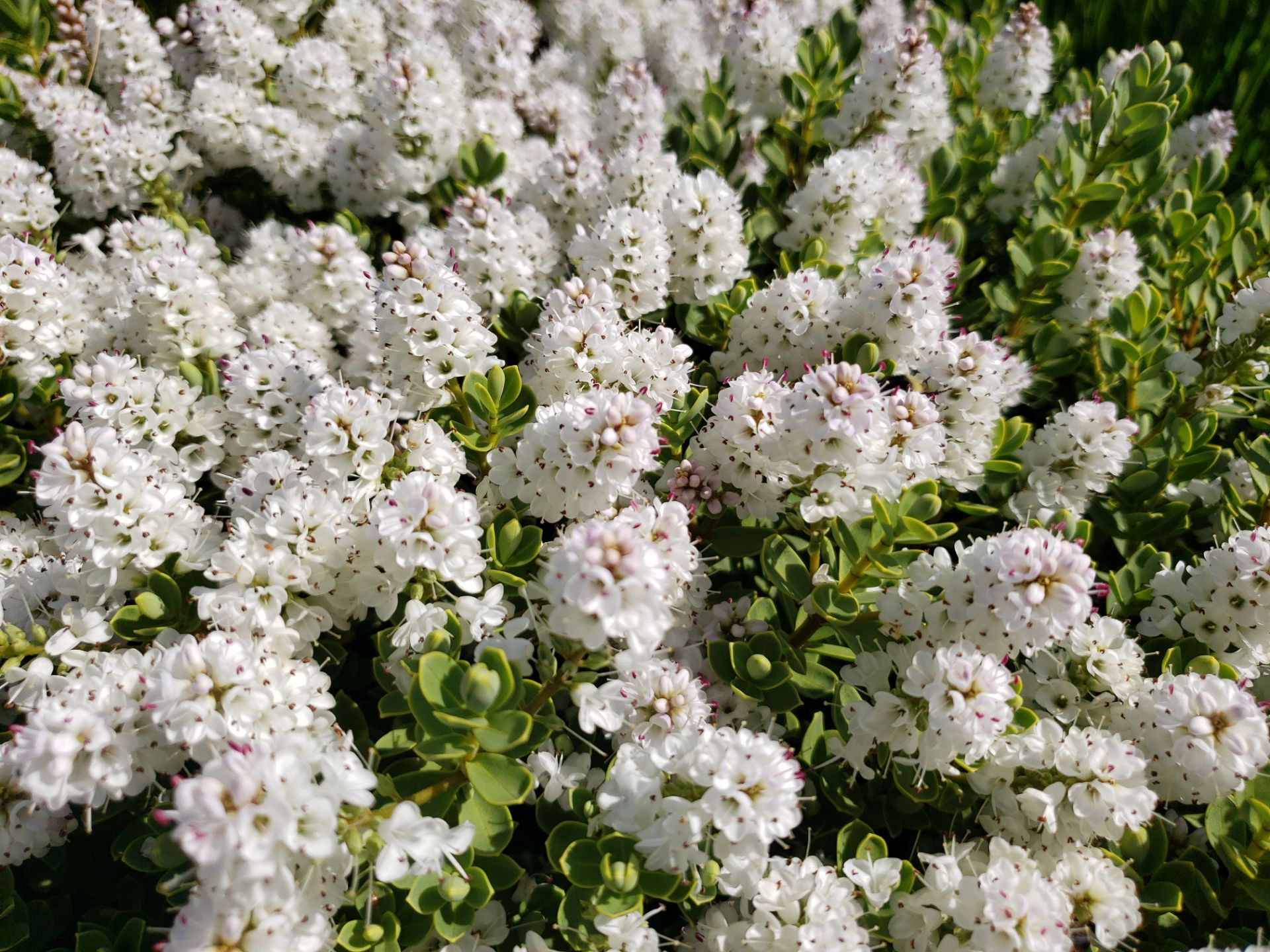 Sidney Pier by Habanero Garden and Exterior Care