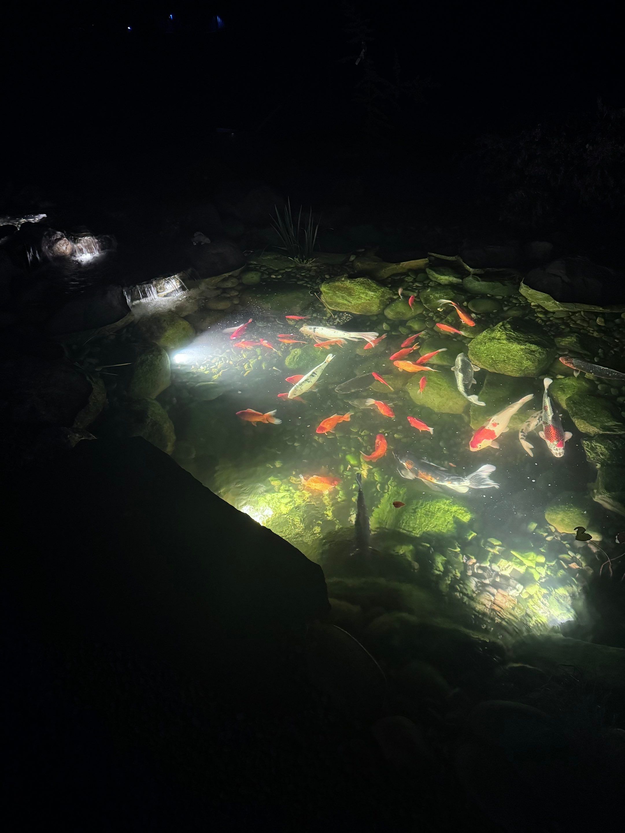 NEW 13’x18’x3' koi pond with 8' waterfall and lots of extra features by Wicked Water Gardens