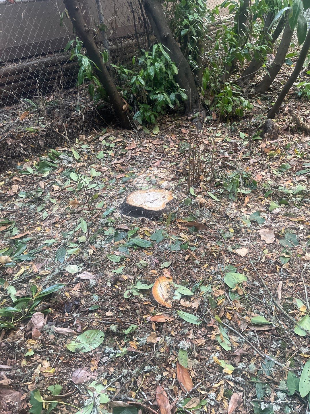 Tree Removal using Tree Removal by Mike Jones & Sons Tree Service LLC 