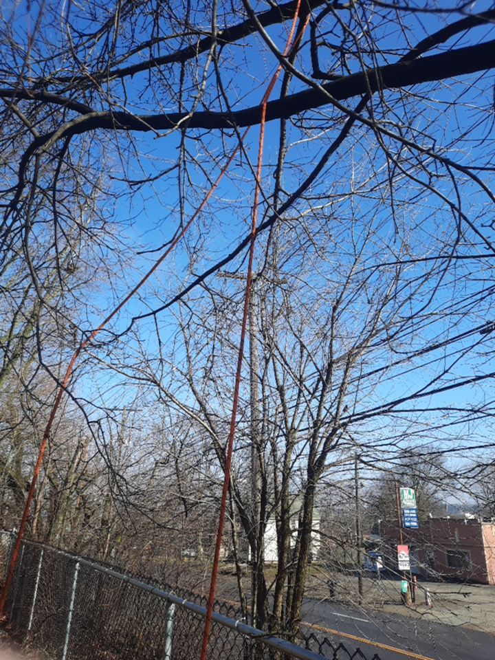 Tree Removal using Tree Removal by Mike Jones & Sons Tree Service LLC 