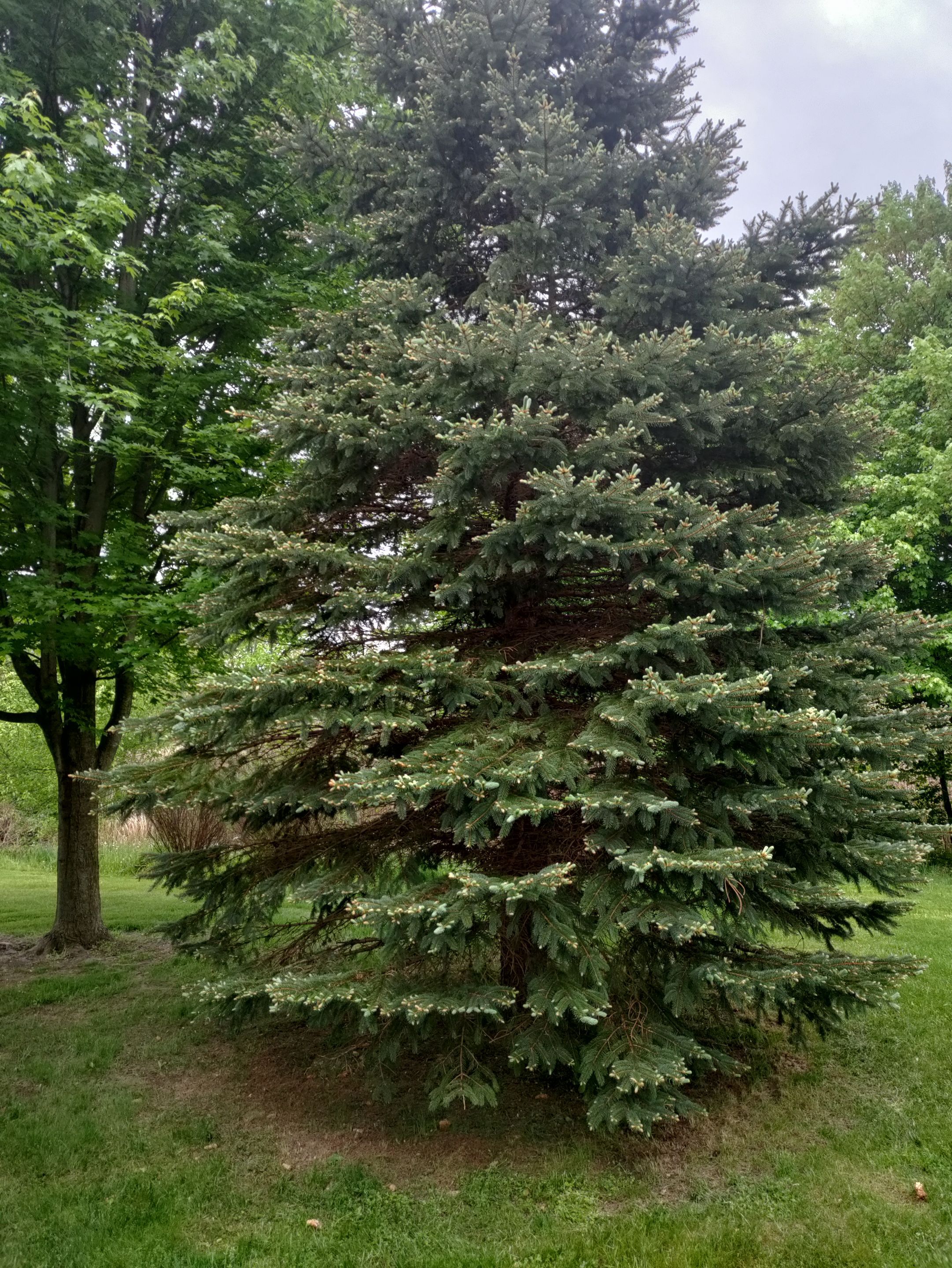 Tree Removal using Tree Removal by Mike Jones & Sons Tree Service LLC 