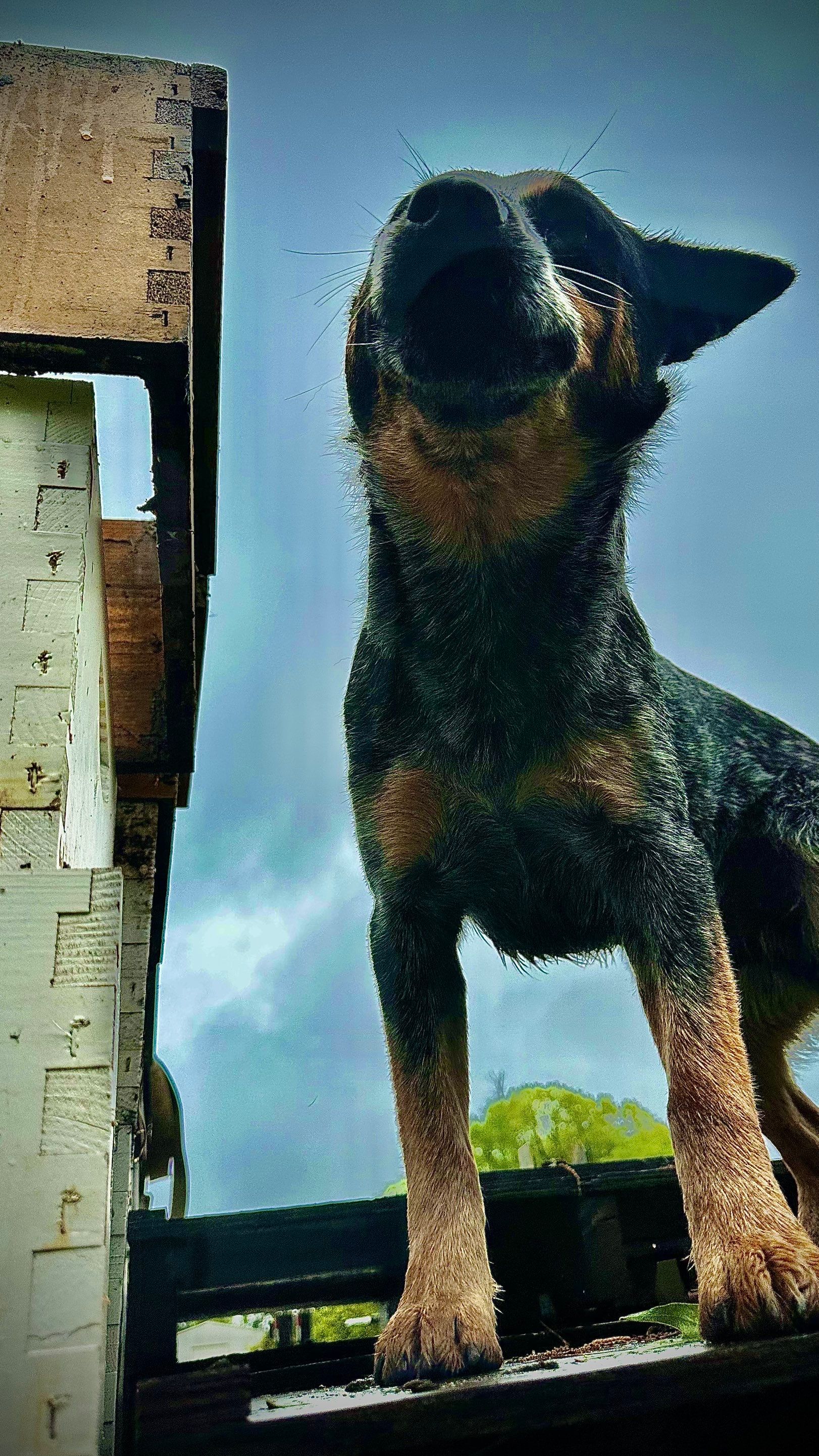 BeeGirl ETX HQ by Rockwall Honey Bee Company