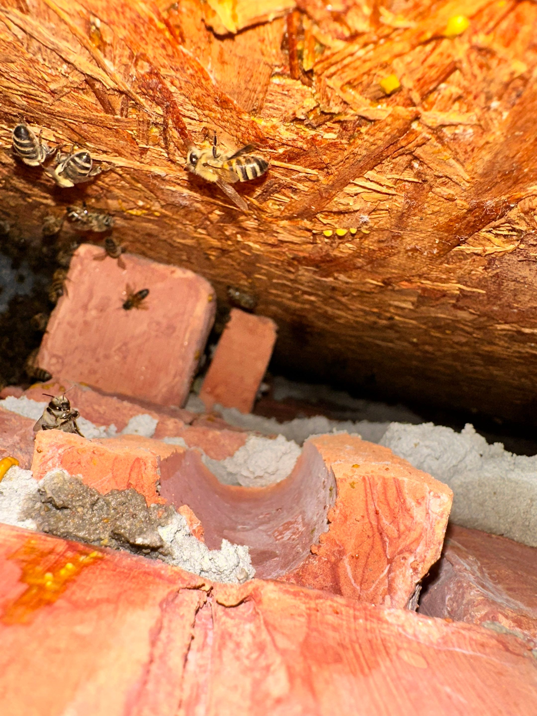 Bees Behind Bricks by Rockwall Honey Bee Company
