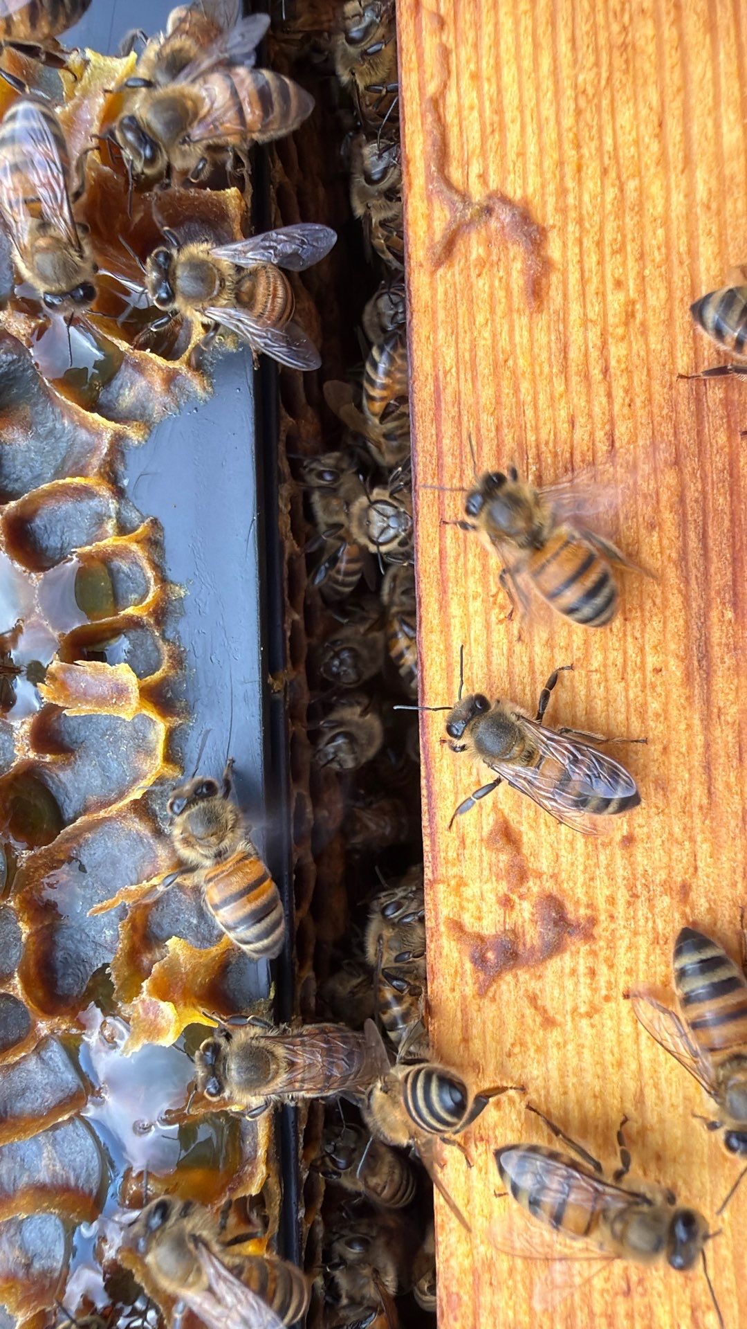 Bees for Ag. Exemption in Heath by Rockwall Honey Bee Company