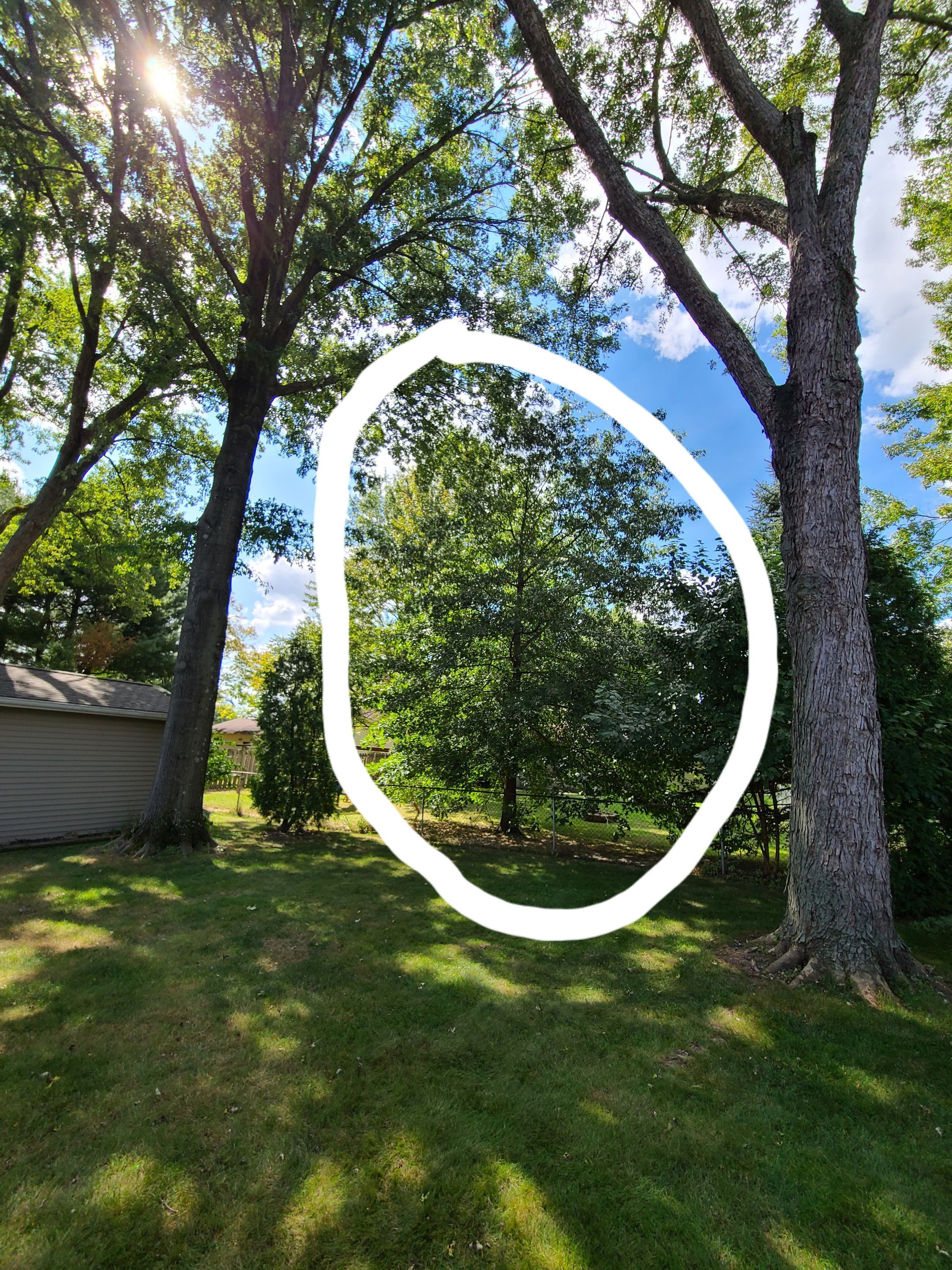 Oak Tree Removal by Mike Jones & Sons Tree Service LLC 