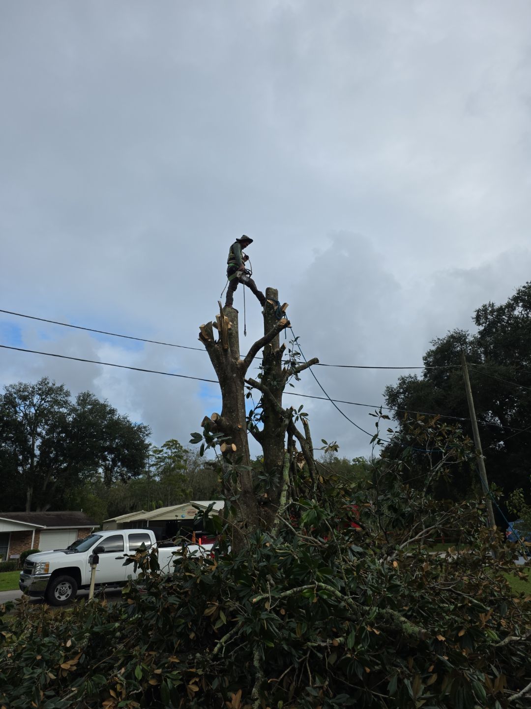 Tree Removal & Sod Install | Residential by ProGreen Services