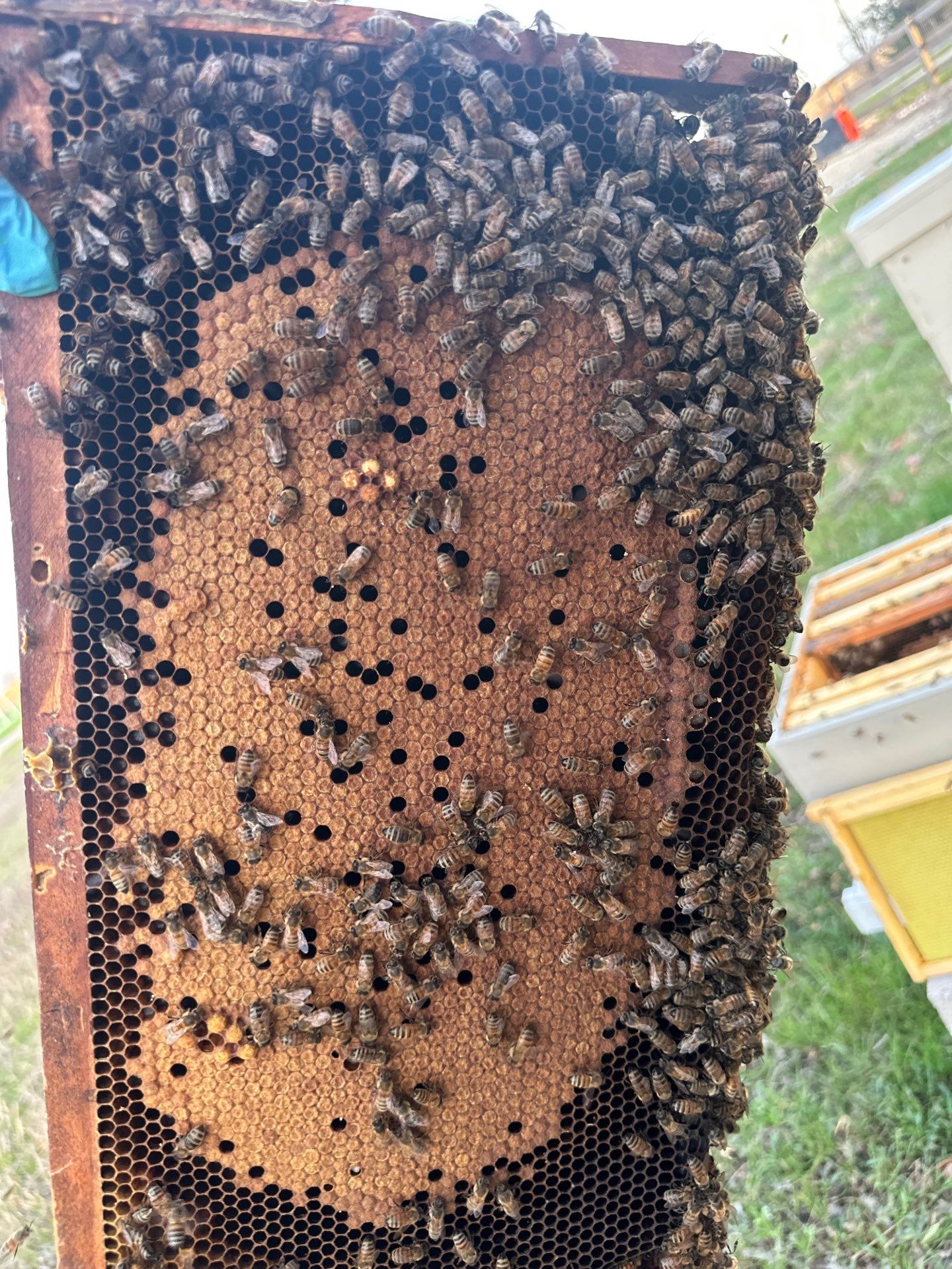 Honey-Maker Apiary in Greenville by Rockwall Honey Bee Company