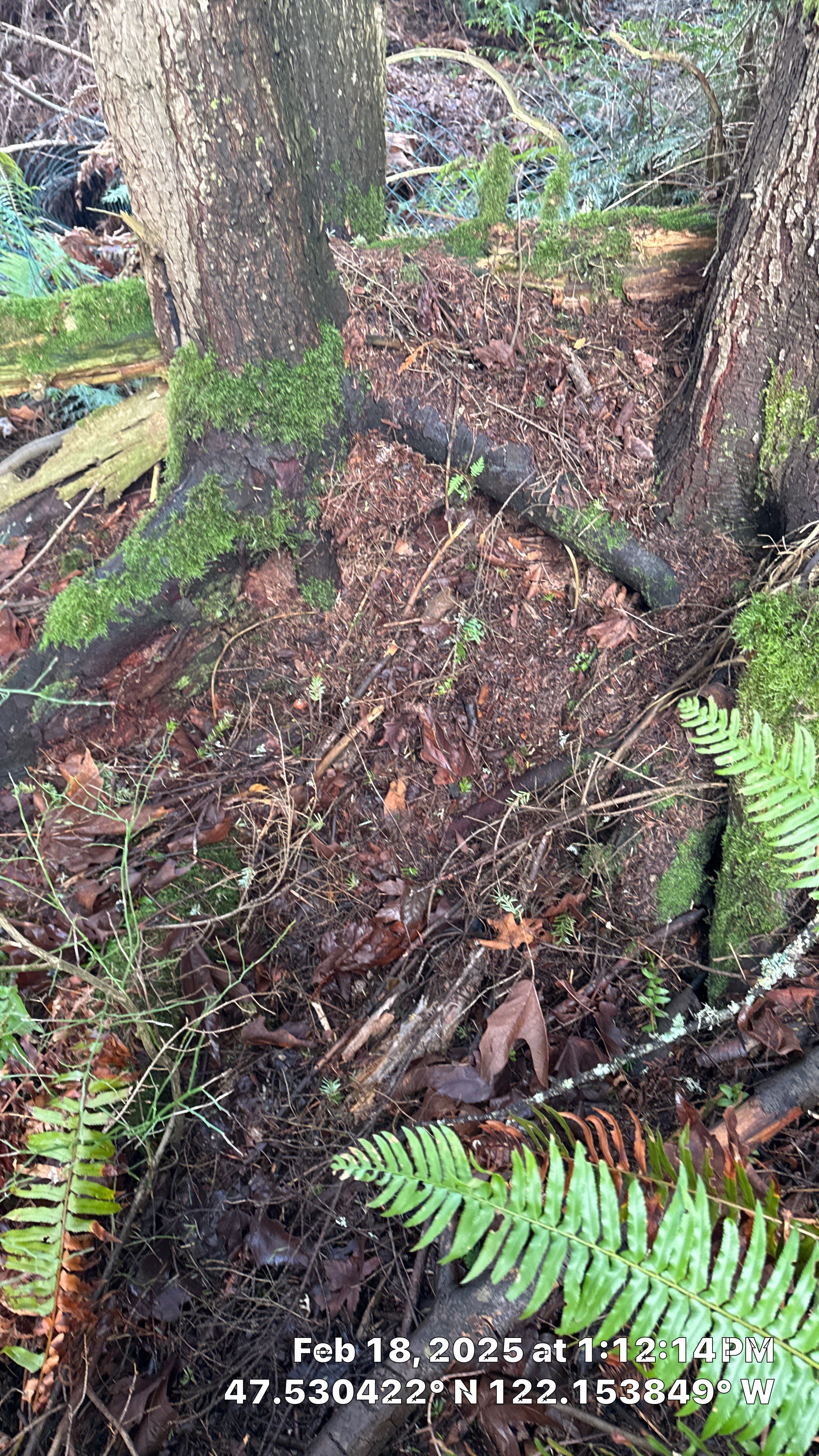 🌲 Newcastle HOA Arborist Report by Sound Tree Care LLC