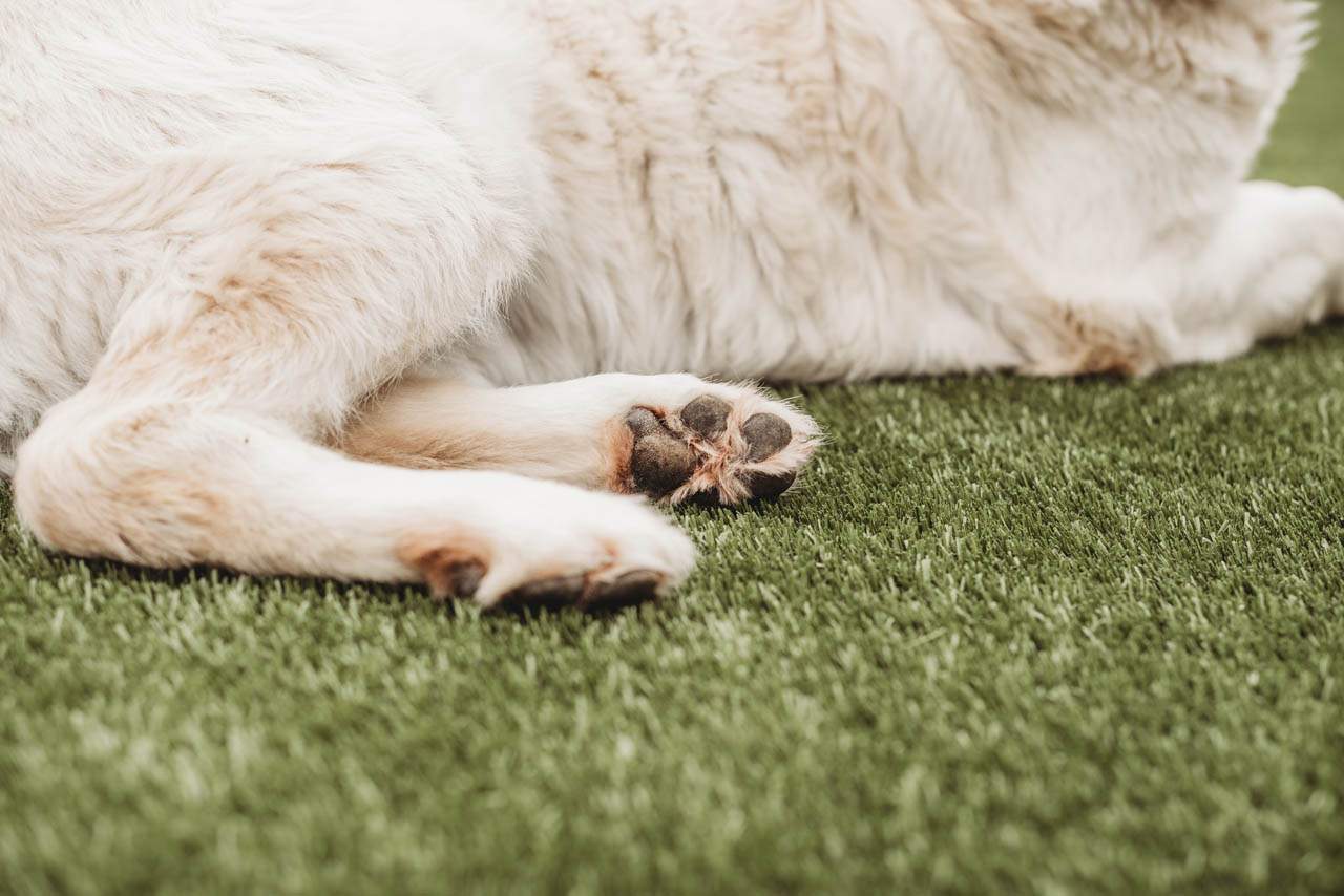 Pampered Pets K9Grass by ForeverLawn NEIN/INDY