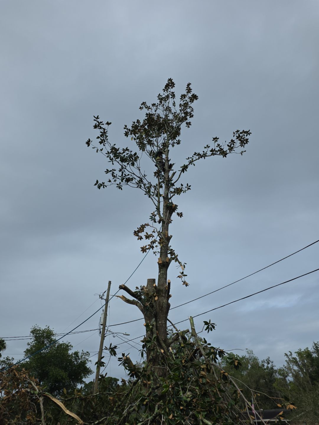 Tree Removal | Residential by ProGreen Services