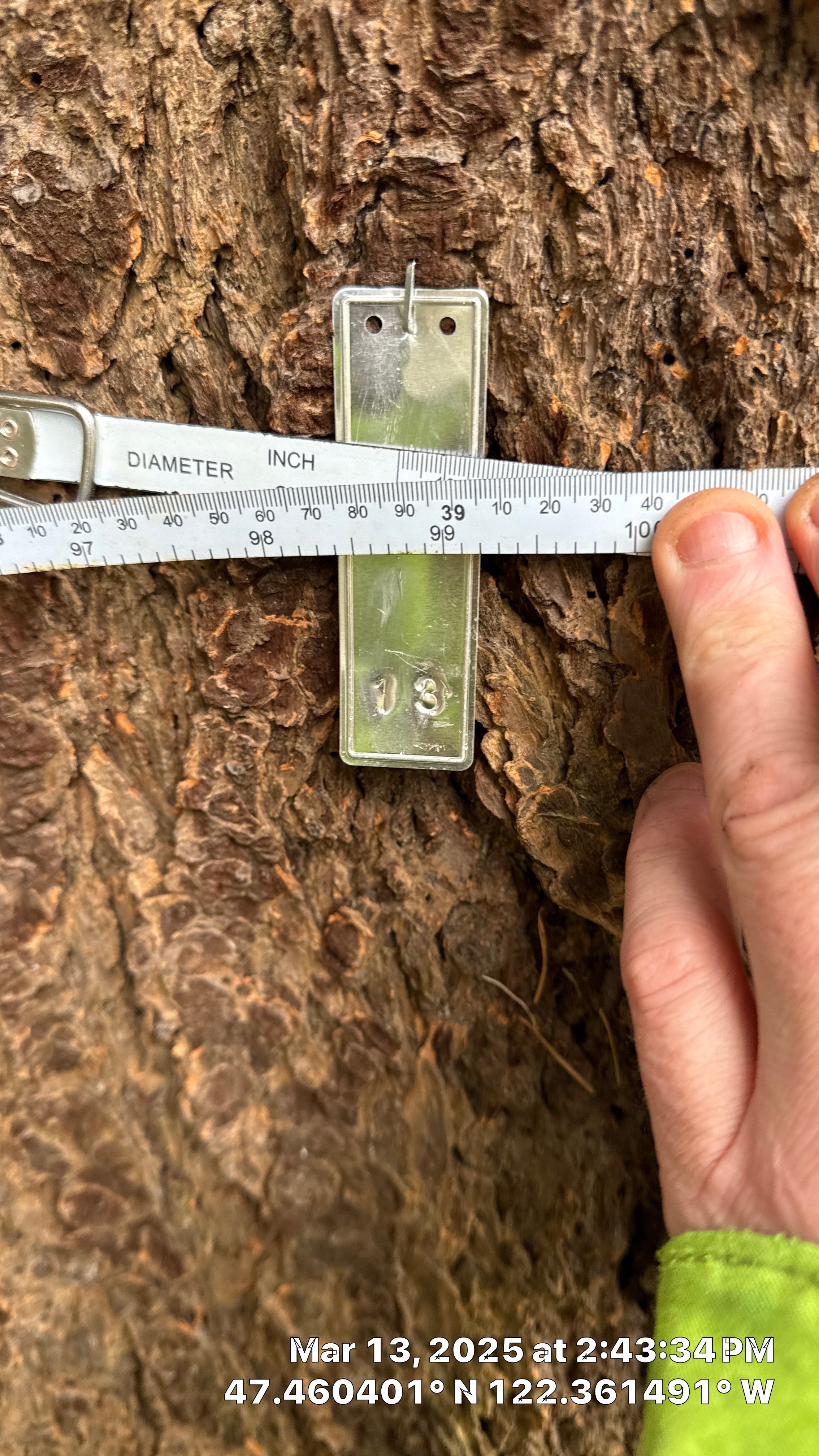 π Arborist Reporting & Tree Surveying β Code Compliance Project by Sound Tree Care LLC