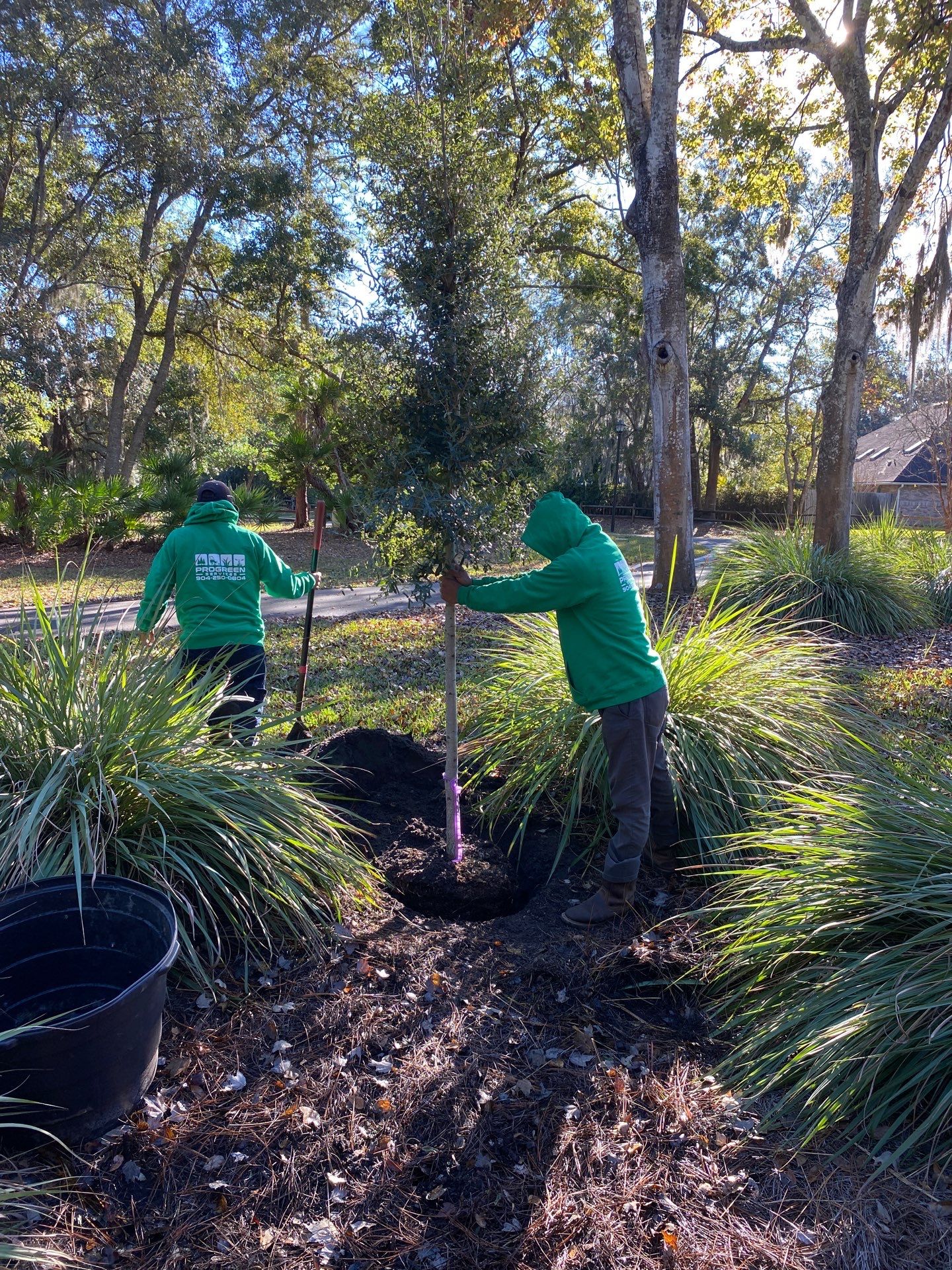 Deerwood Community | Oak Tree Replacement Project by ProGreen Services