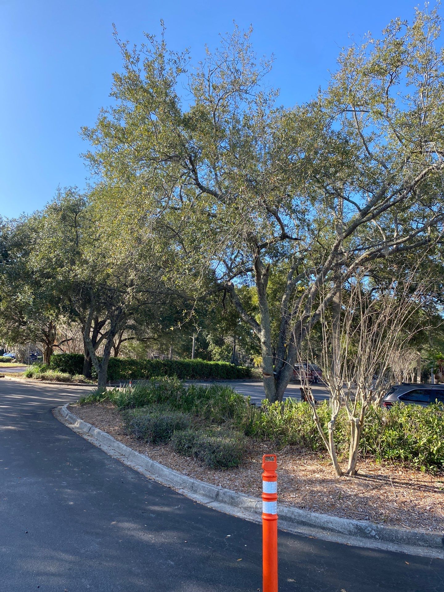 Marriott Hotel | Tree Trimming & Removal by ProGreen Services