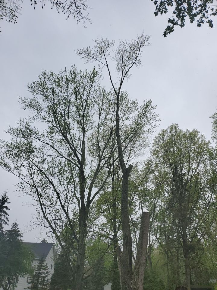 Tree Removal using Tree Removal by Mike Jones & Sons Tree Service LLC 