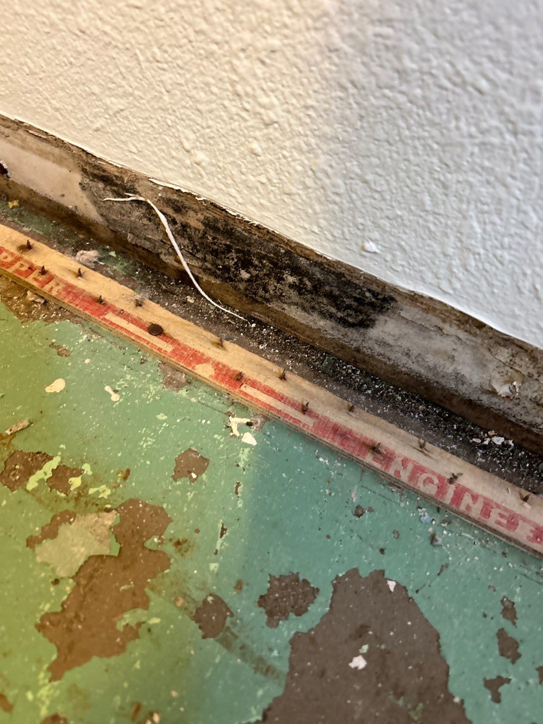 Mold Remediation by Accountable Home Services