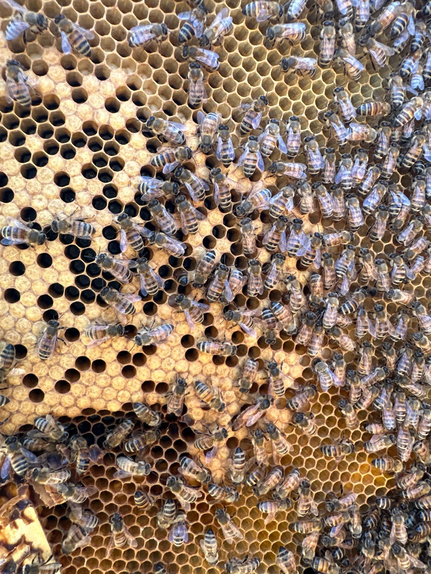 Project in Dallas by Rockwall Honey Bee Company