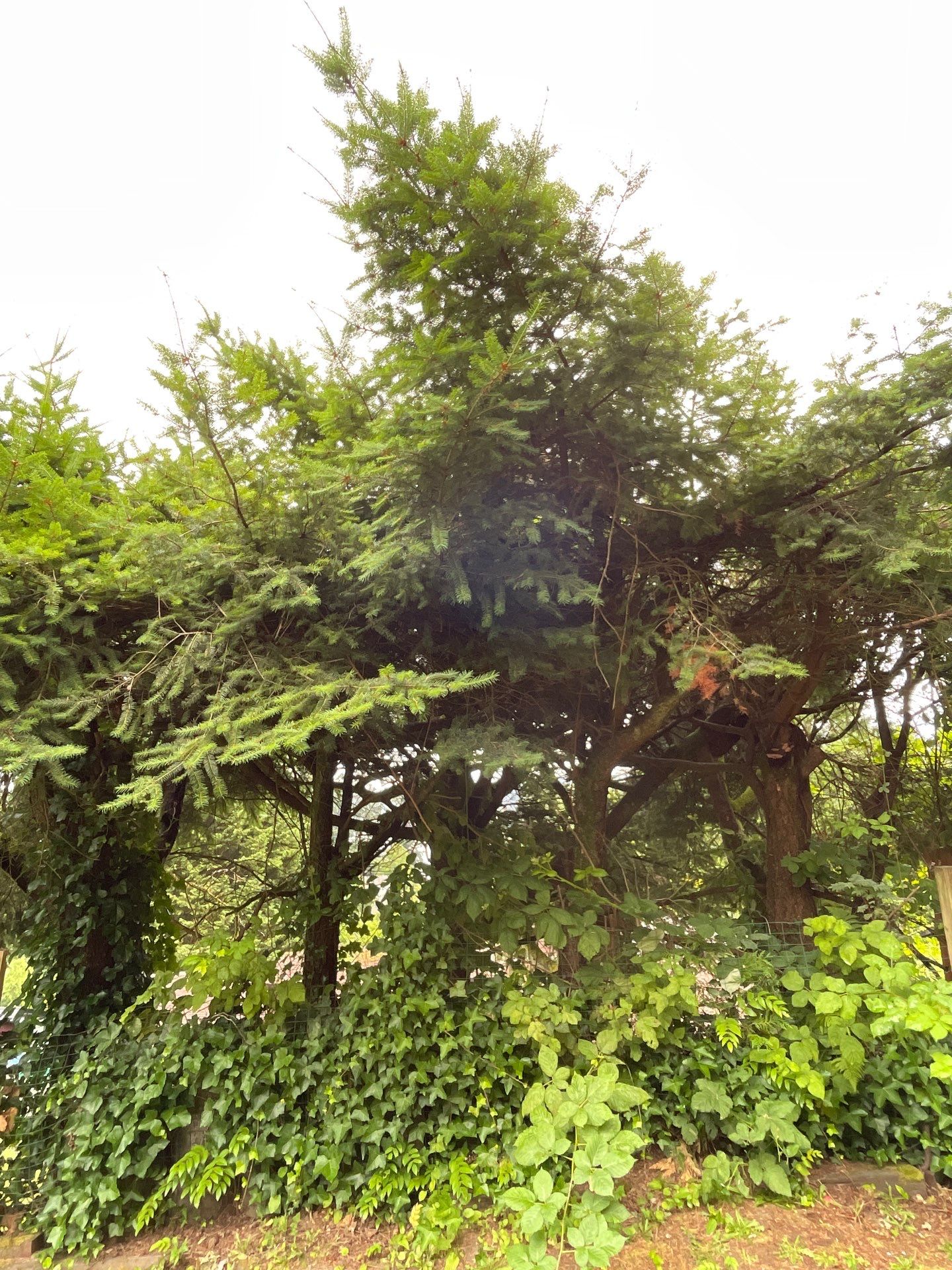 🌿Tree Inventory Showcase – Lake Forest Park, WA by Sound Tree Care LLC