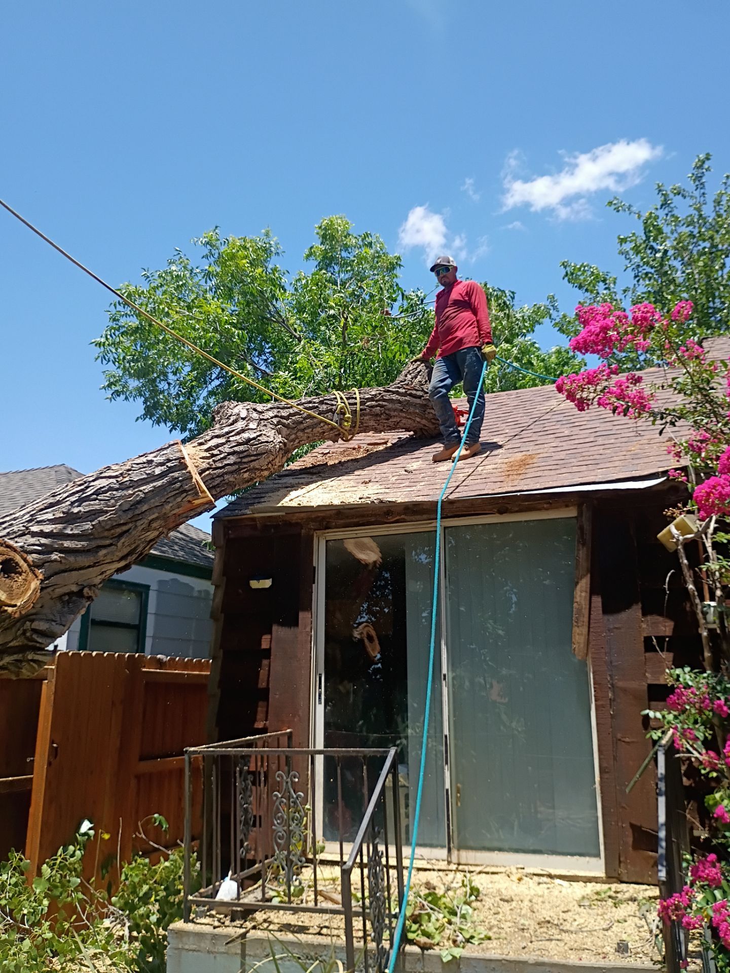 Dangerous Tree Tree Removal  by Clays Services Inc
