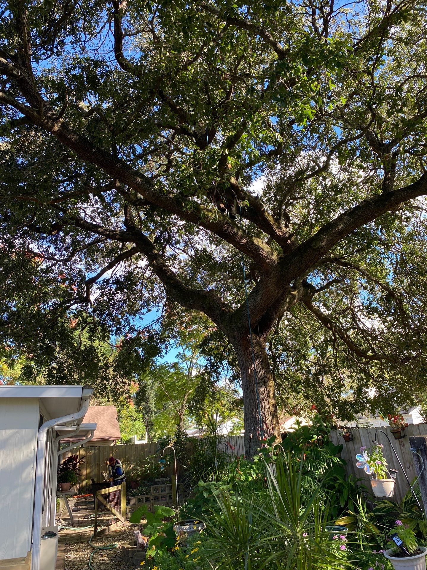 Tree Trimming | Residential by ProGreen Services