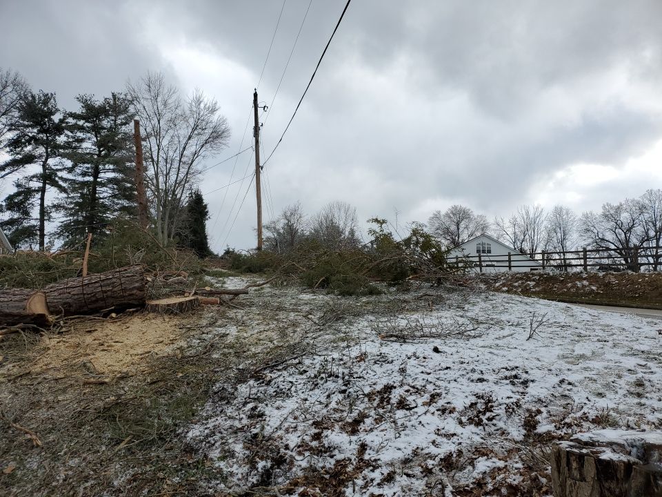 Tree Removal using Tree Removal by Mike Jones & Sons Tree Service LLC 