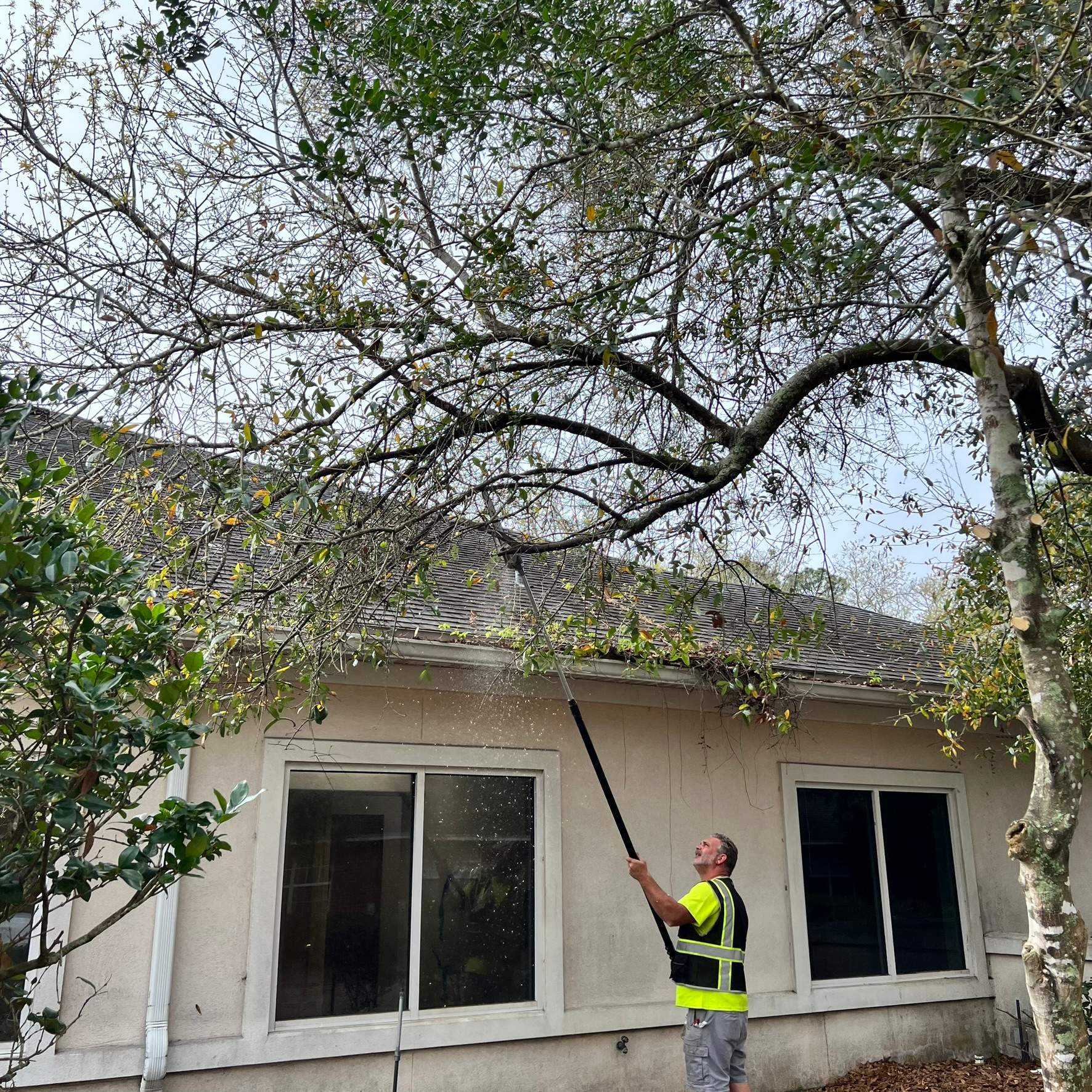 Tree Work | Great Expressions Dental by ProGreen Services