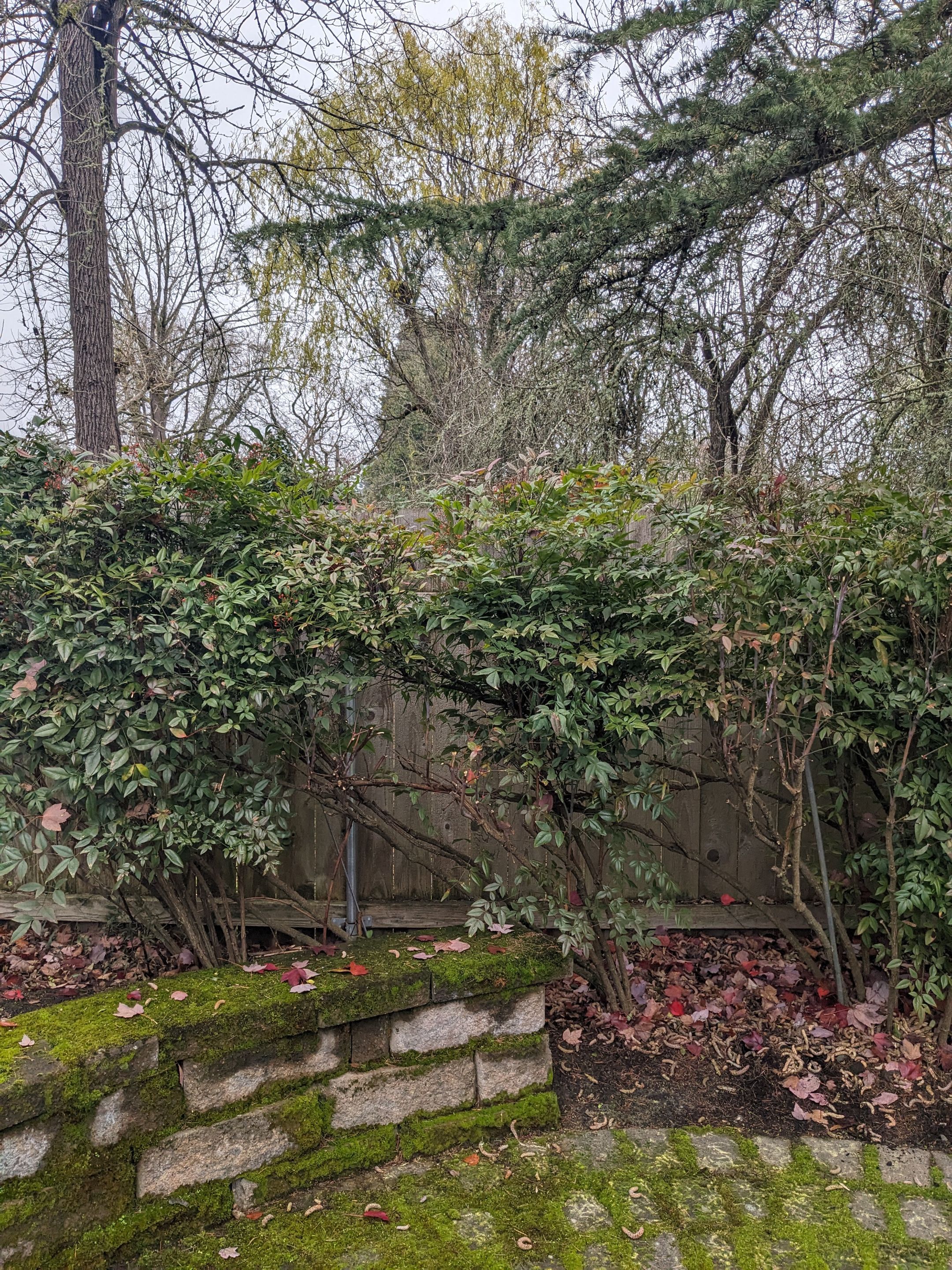 Landscaping Using Shrubs by CompanyCam Help Articles Test