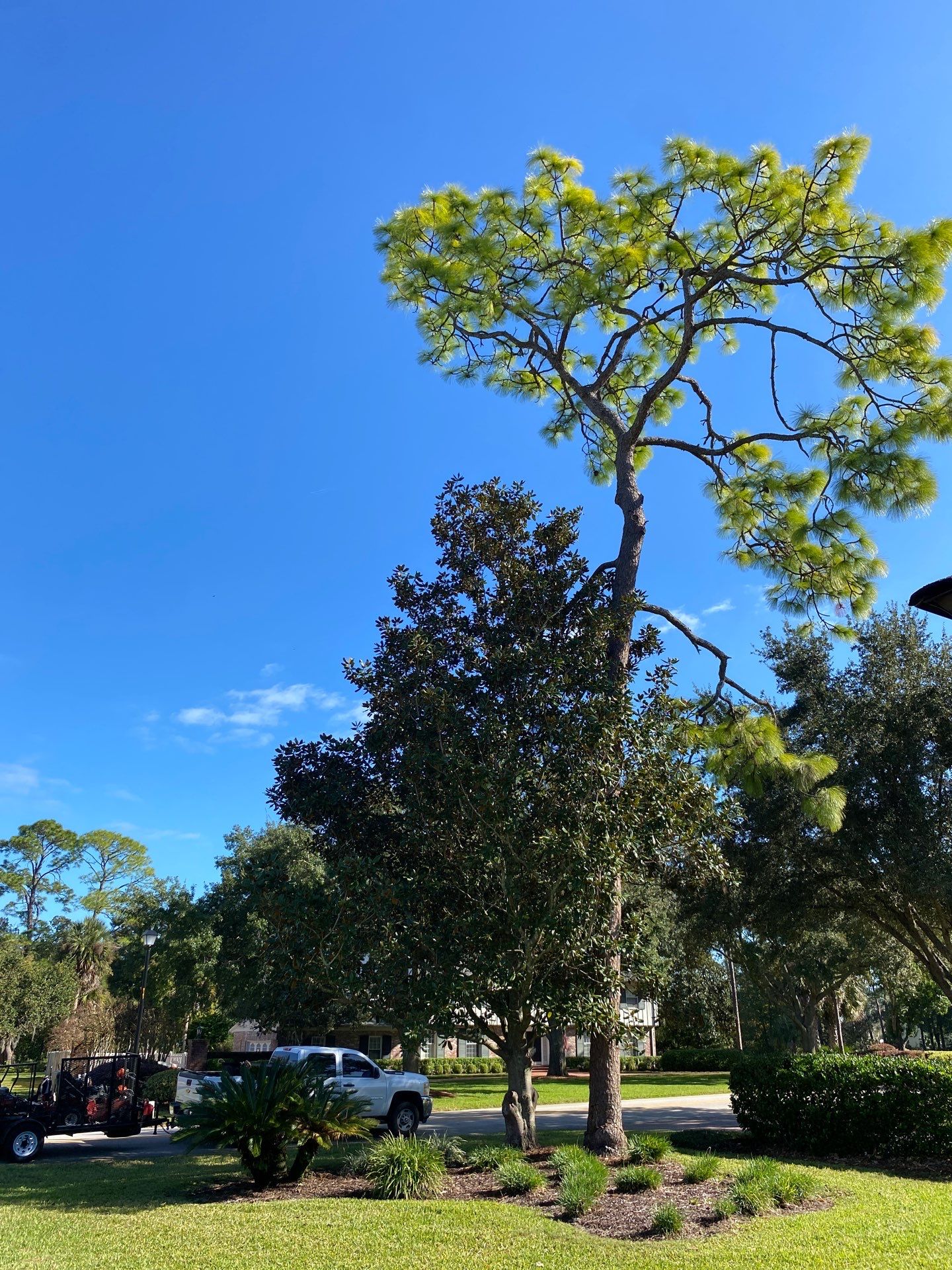 Deerwood Resident | Tree Removal by ProGreen Services